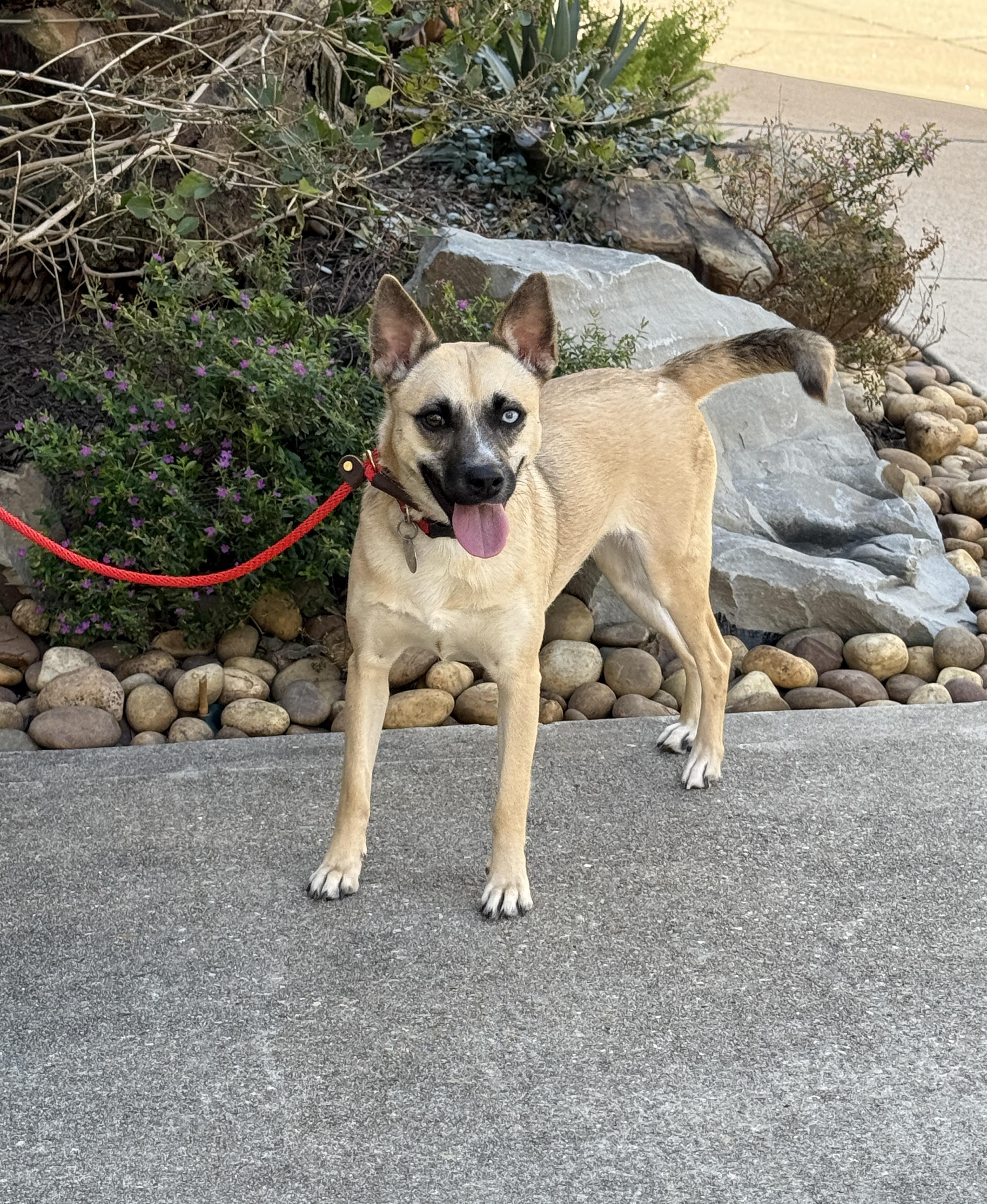 Maia, a Adoptable mixed breed in Houston, TX image 4/6