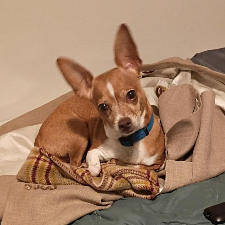 Trixie, a Adoptable Chihuahua image 1/6