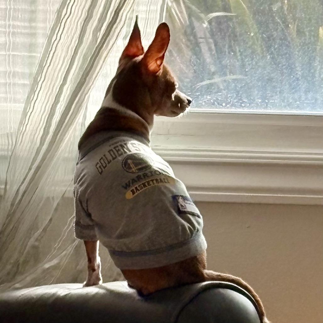 Trixie, a Adoptable Chihuahua image 2/6