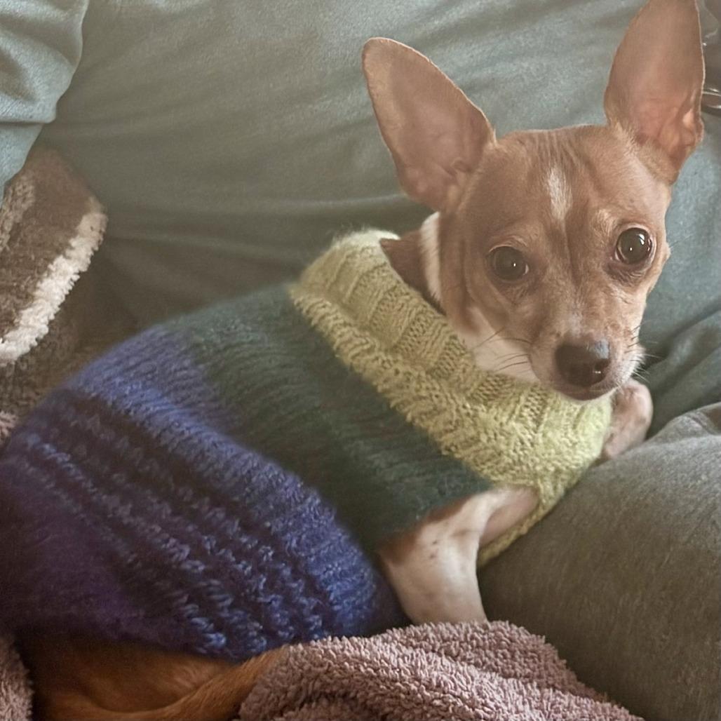 Trixie, Adoptable, Senior Female Chihuahua.
