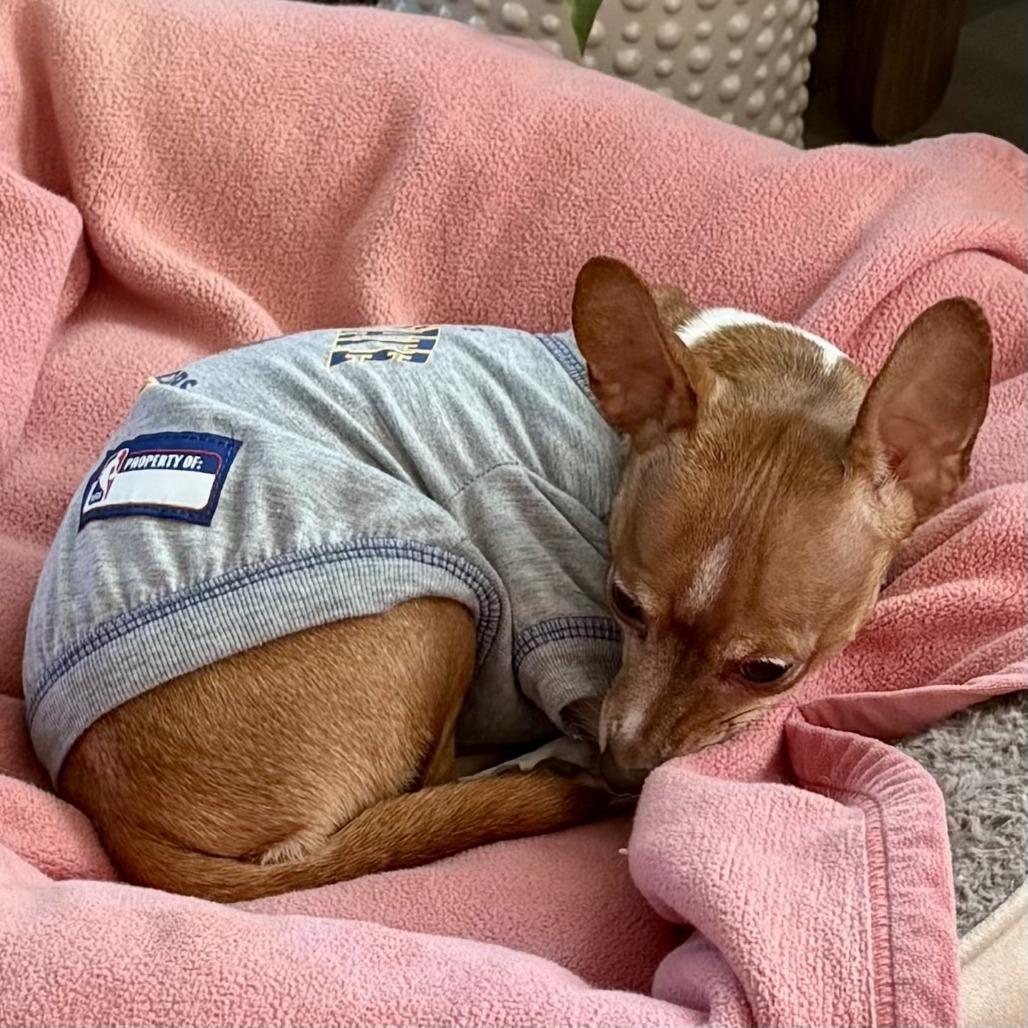 Trixie, a Adoptable Chihuahua image 4/6