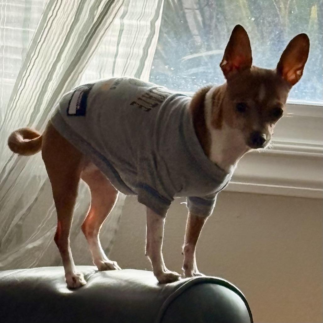 Trixie, a Adoptable Chihuahua image 5/6