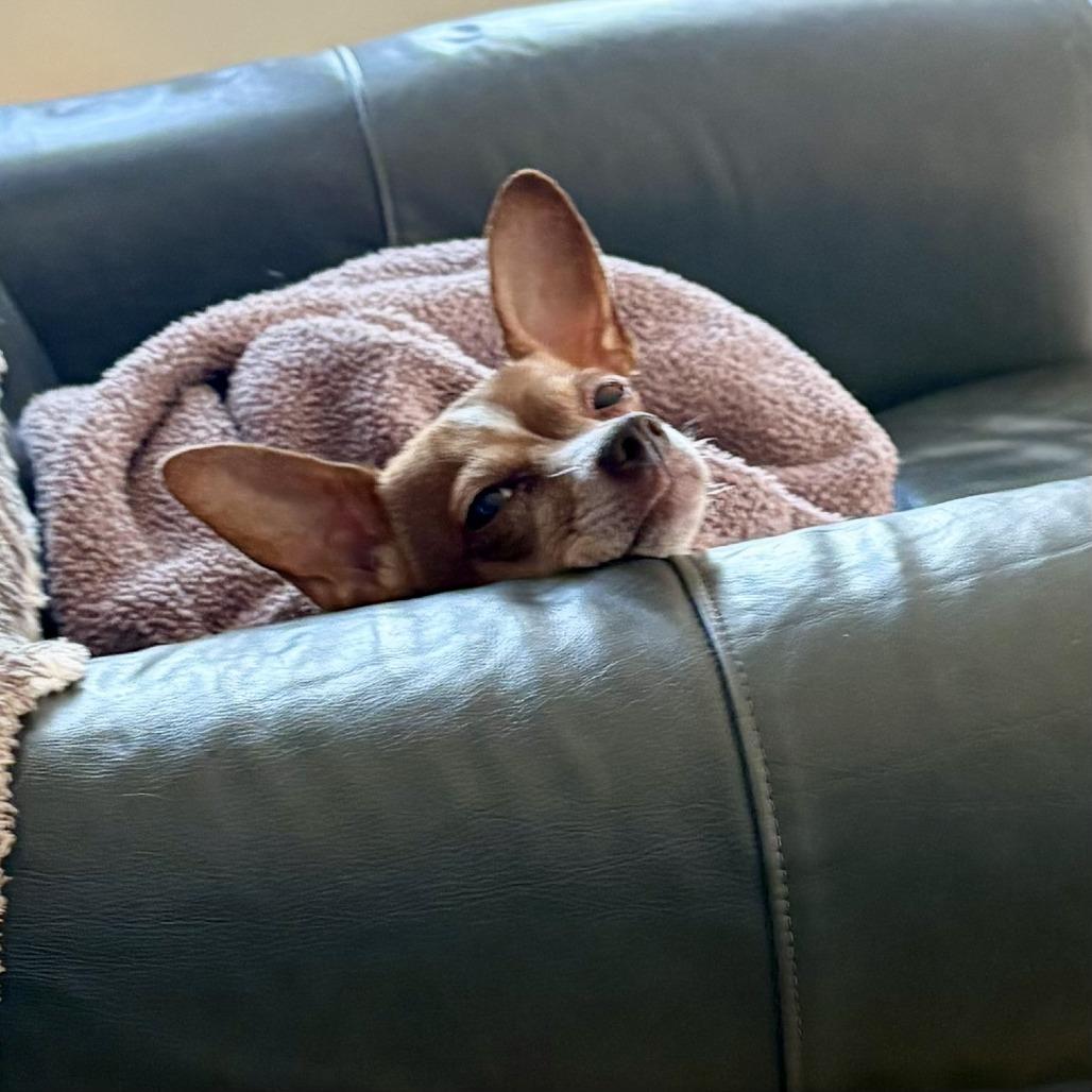 Trixie, a Adoptable Chihuahua image 6/6