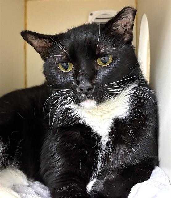 BIG WADE, Adoptable, Senior Male Domestic Short Hair.