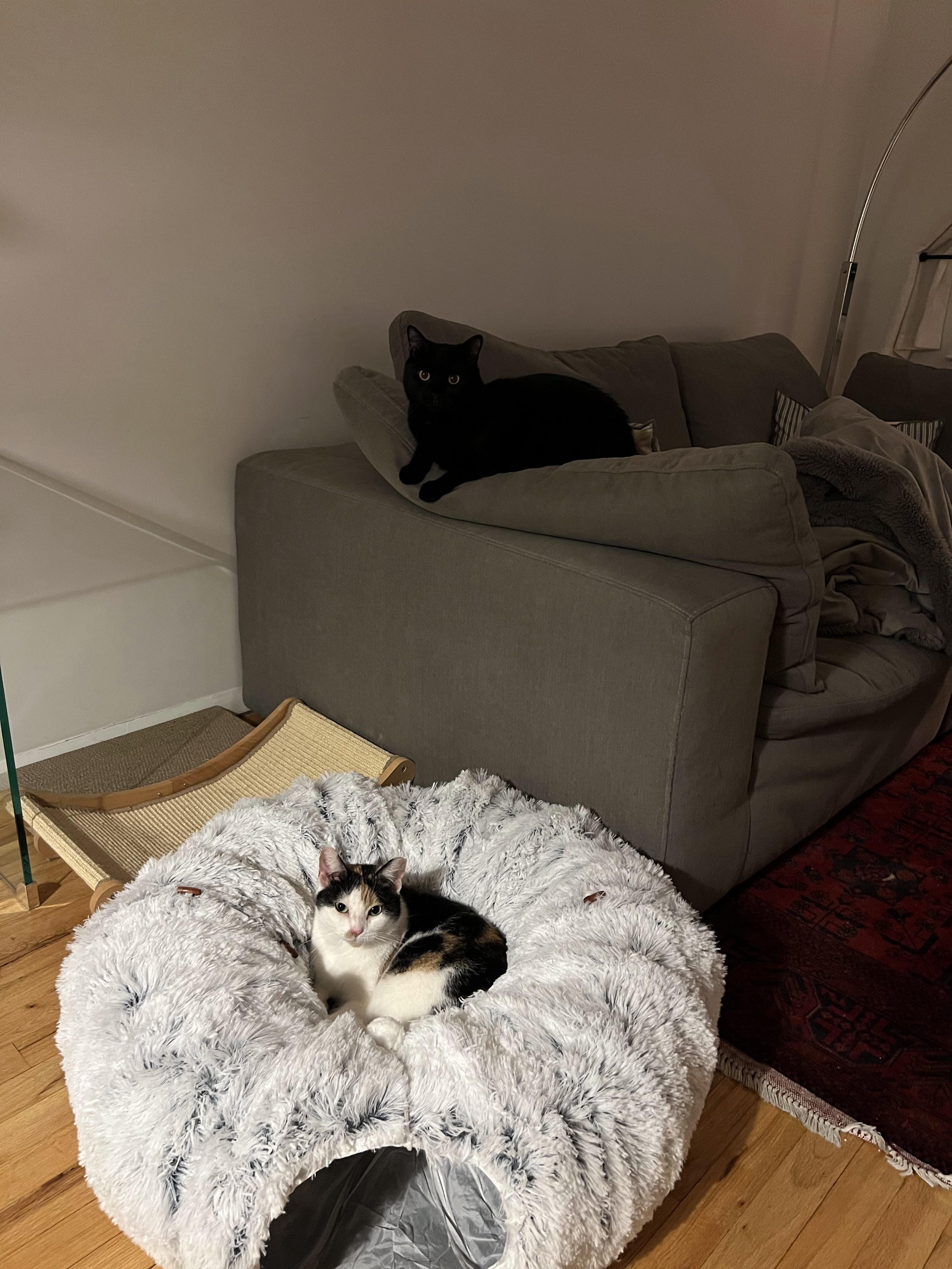 Opaka, Adoptable, Adult Female Domestic Short Hair.