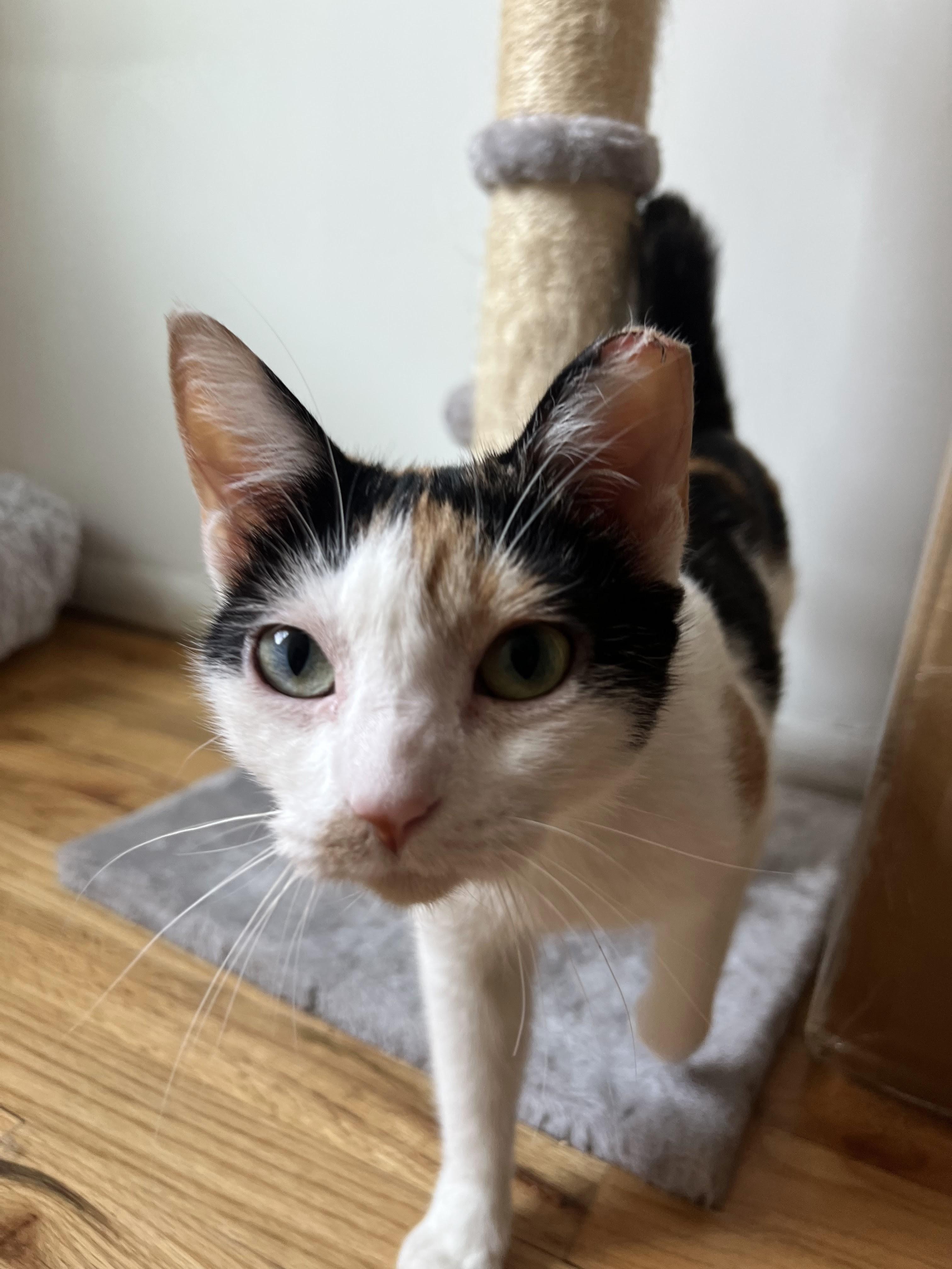 Enlarge Opaka, a Adoptable Domestic Short Hair in brooklyn, NY image 3/4