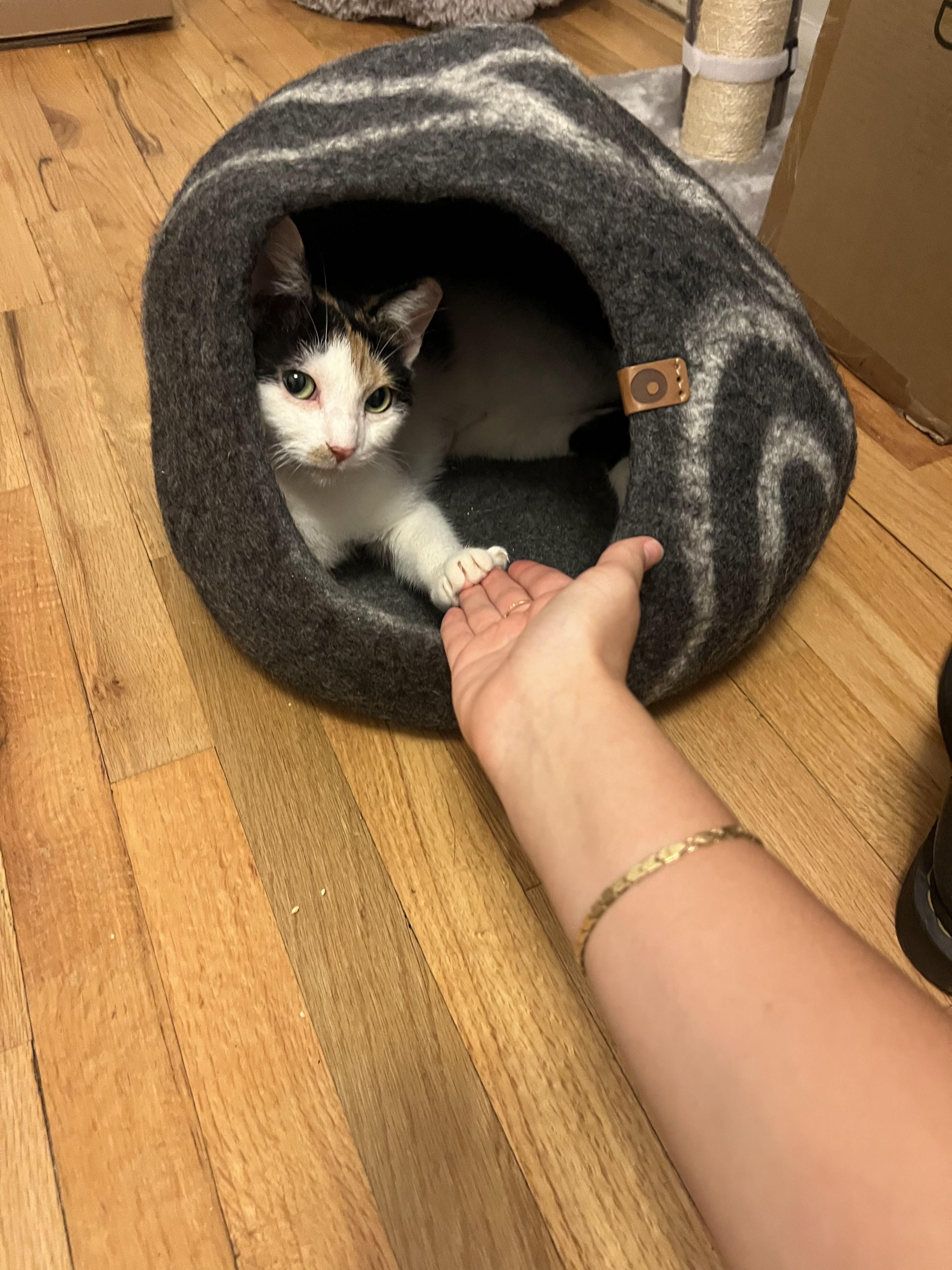 Enlarge Opaka, a Adoptable Domestic Short Hair in brooklyn, NY image 4/4