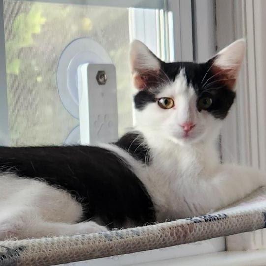 Enlarge Remi, a Adoptable Domestic Short Hair in Newport News, VA image 1/6