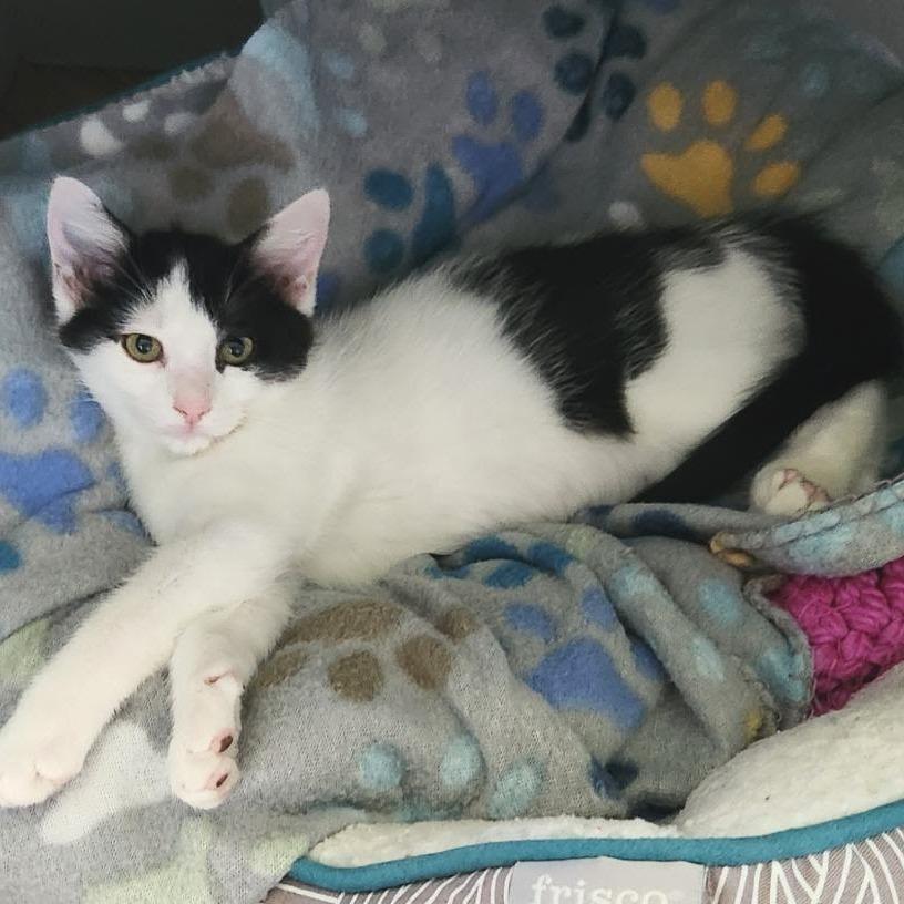 Enlarge Remi, a Adoptable Domestic Short Hair in Newport News, VA image 2/6