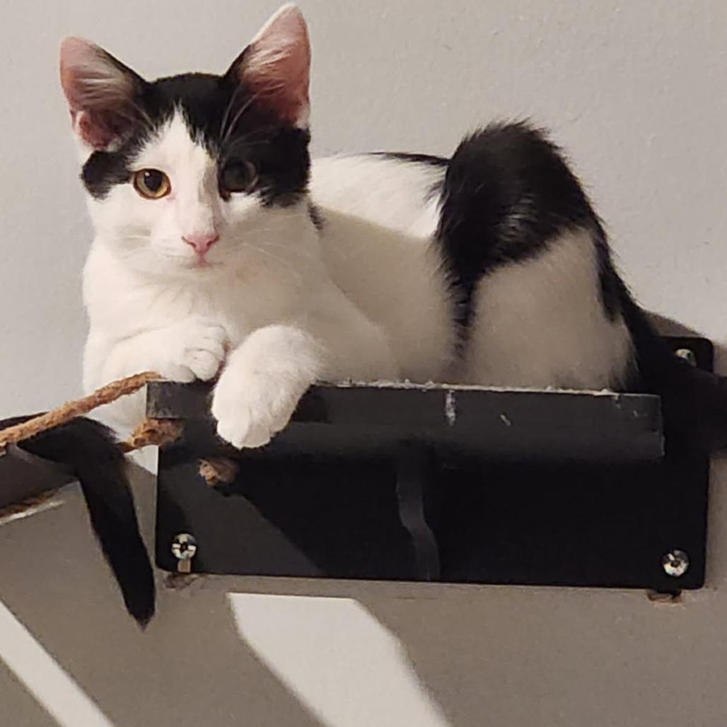 Enlarge Remi, a Adoptable Domestic Short Hair in Newport News, VA image 3/6