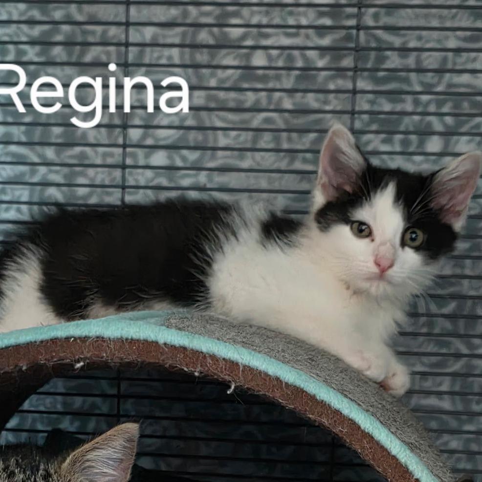 Enlarge Remi, a Adoptable Domestic Short Hair in Newport News, VA image 4/6