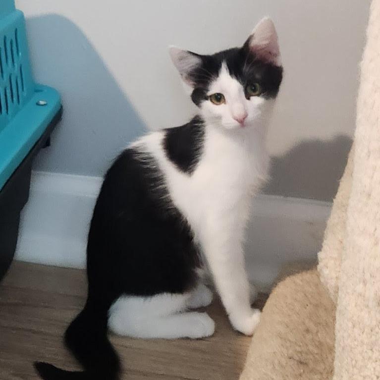 Enlarge Remi, a Adoptable Domestic Short Hair in Newport News, VA image 5/6