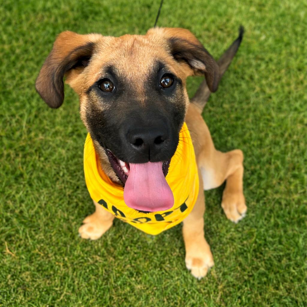 Enlarge Benny, a Adoptable mixed breed in Denver, NC image 1/6