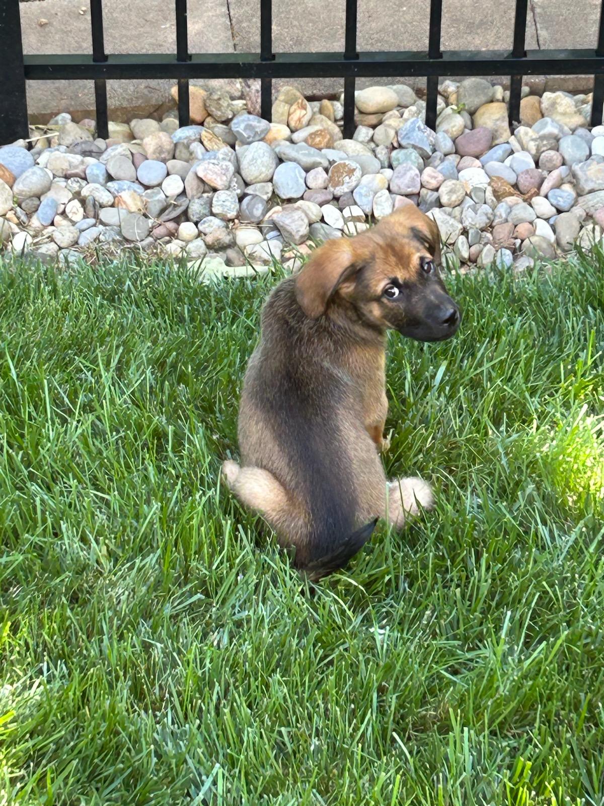 Benny, a Adoptable mixed breed in Denver, NC image 4/6