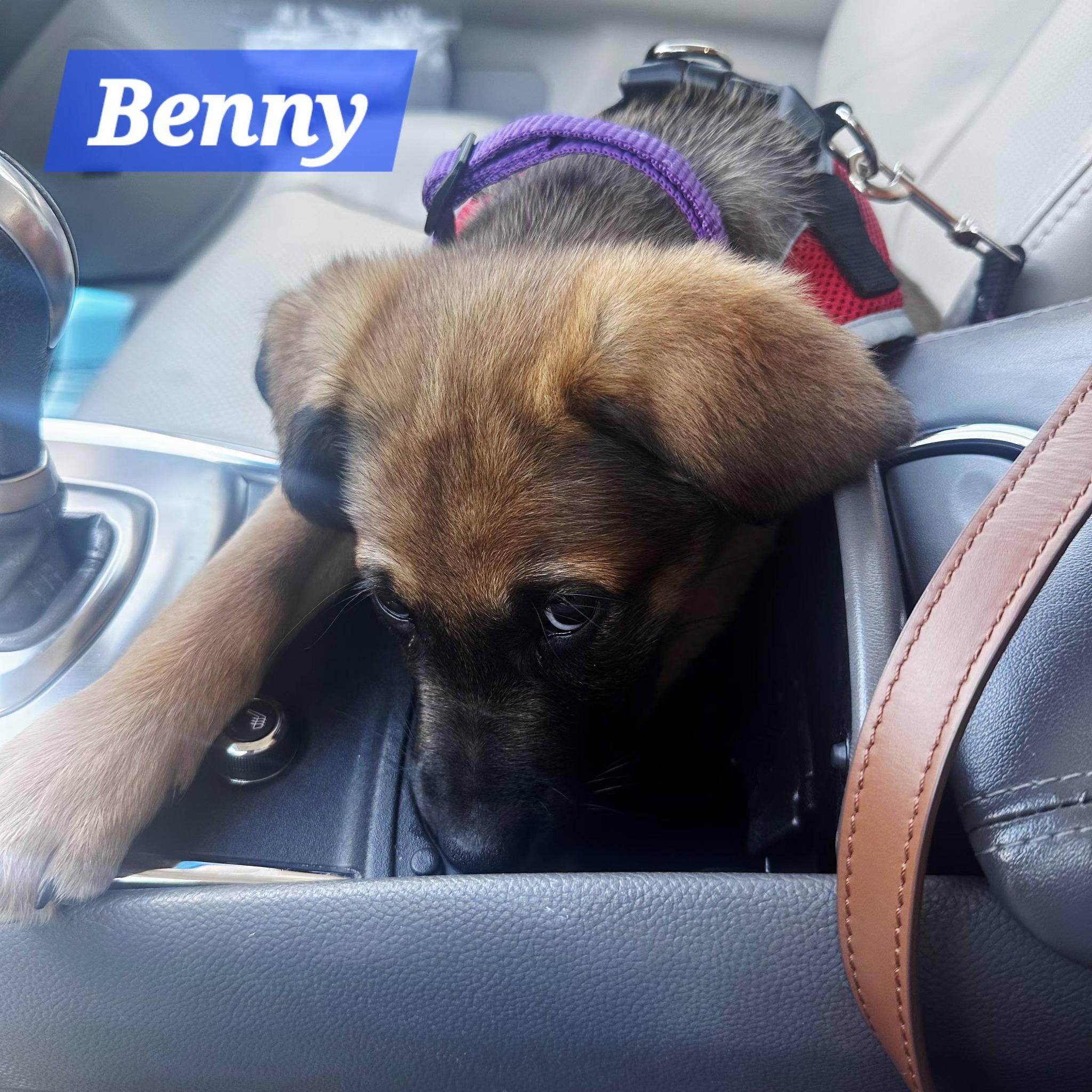 Benny, a Adoptable mixed breed in Denver, NC image 2/6