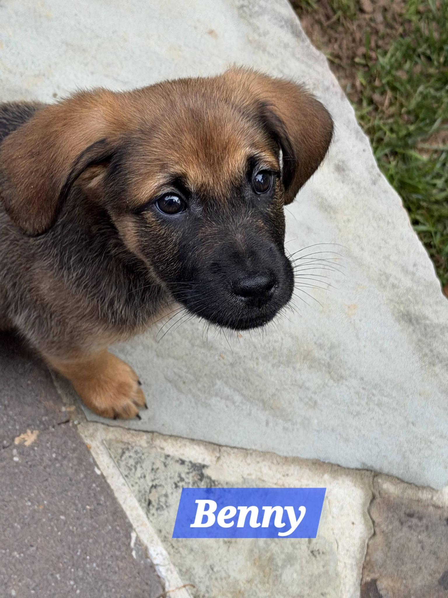 Benny, a Adoptable mixed breed in Denver, NC image 1/6