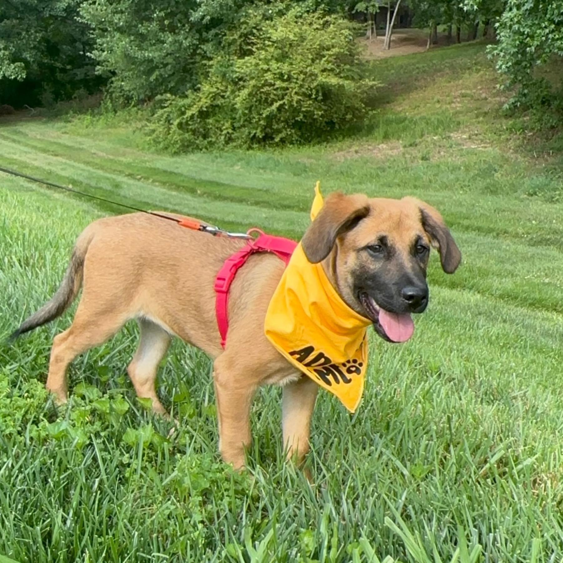 Enlarge Benny, a Adoptable mixed breed in Denver, NC image 3/6
