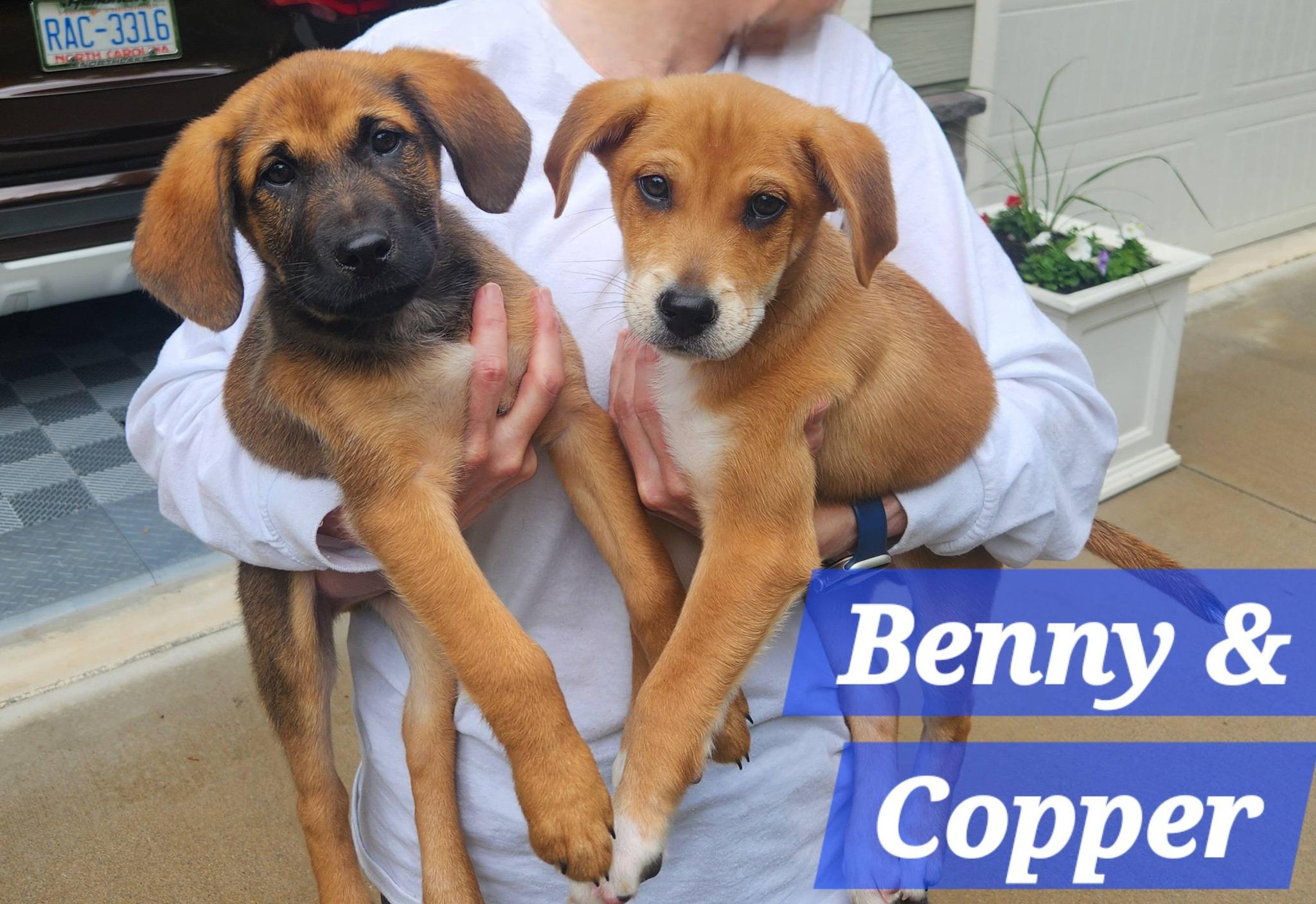 Benny, a Adoptable mixed breed in Denver, NC image 3/6
