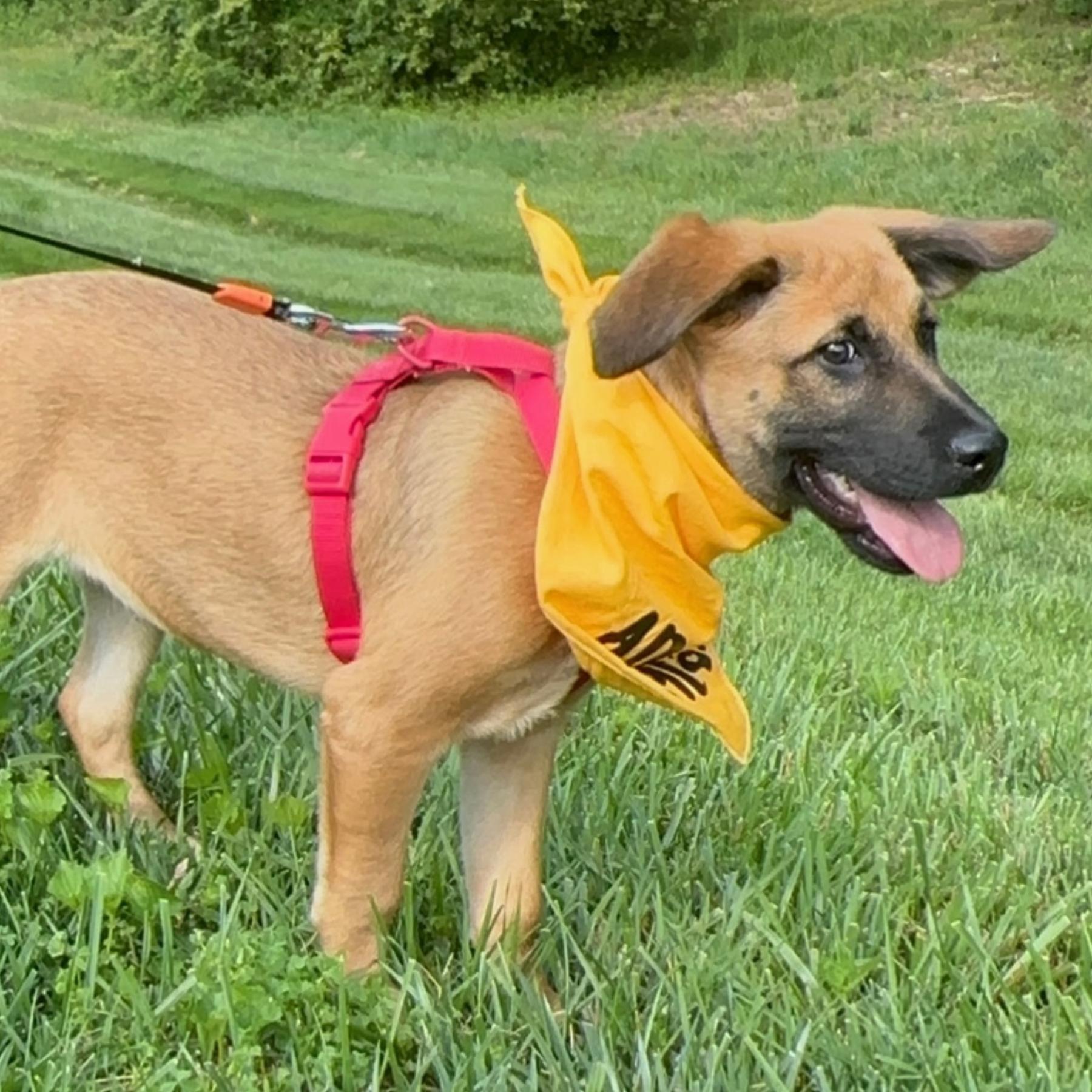 Enlarge Benny, a Adoptable mixed breed in Denver, NC image 2/6