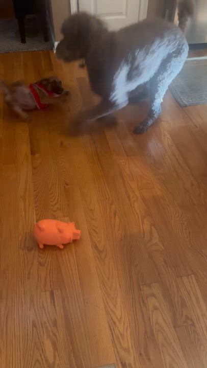 Enlarge Benny, a Adoptable mixed breed in Denver, NC video 5/6