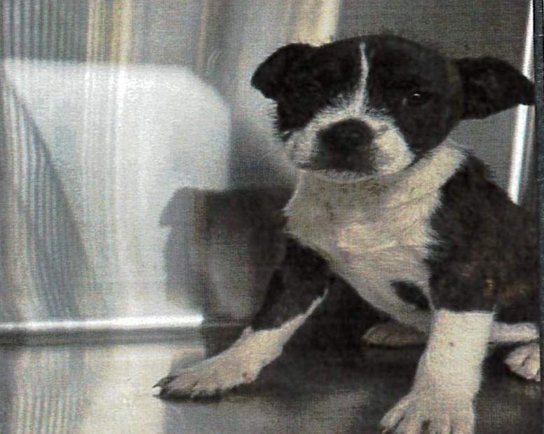 Enlarge Romeo, an adopted mixed breed in Allen, TX image 1/1