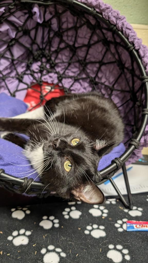 Wilbur, Adoptable, Young Male Domestic Short Hair.