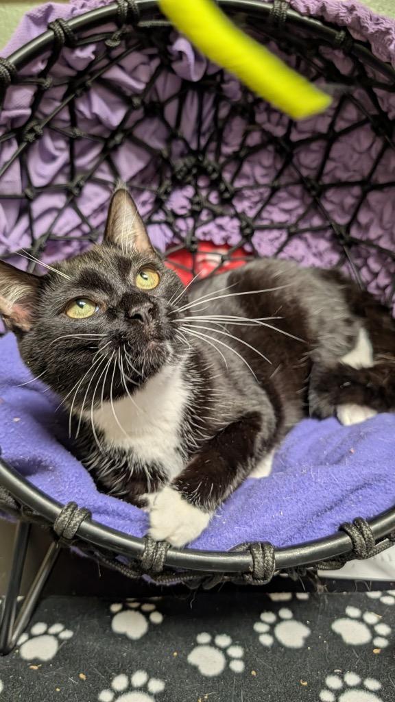 Wilbur, a Adoptable mixed breed in Ellijay, GA image 2/2