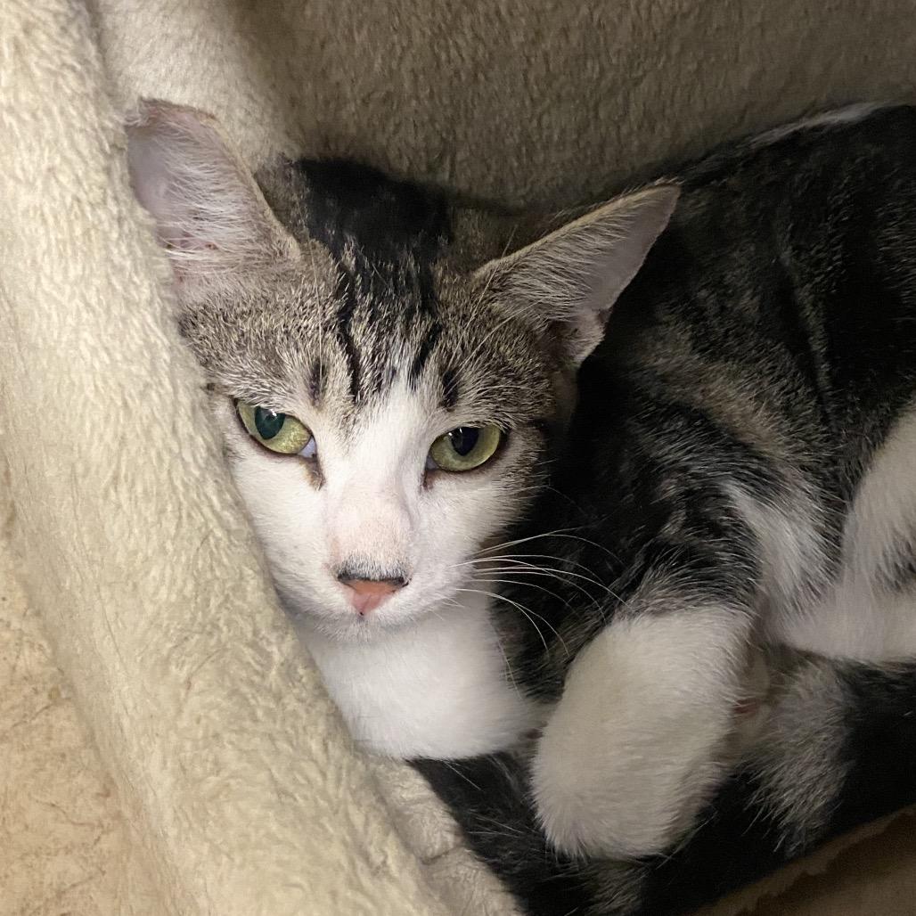 Cherry, Adoptable, Kitten Female Domestic Short Hair.