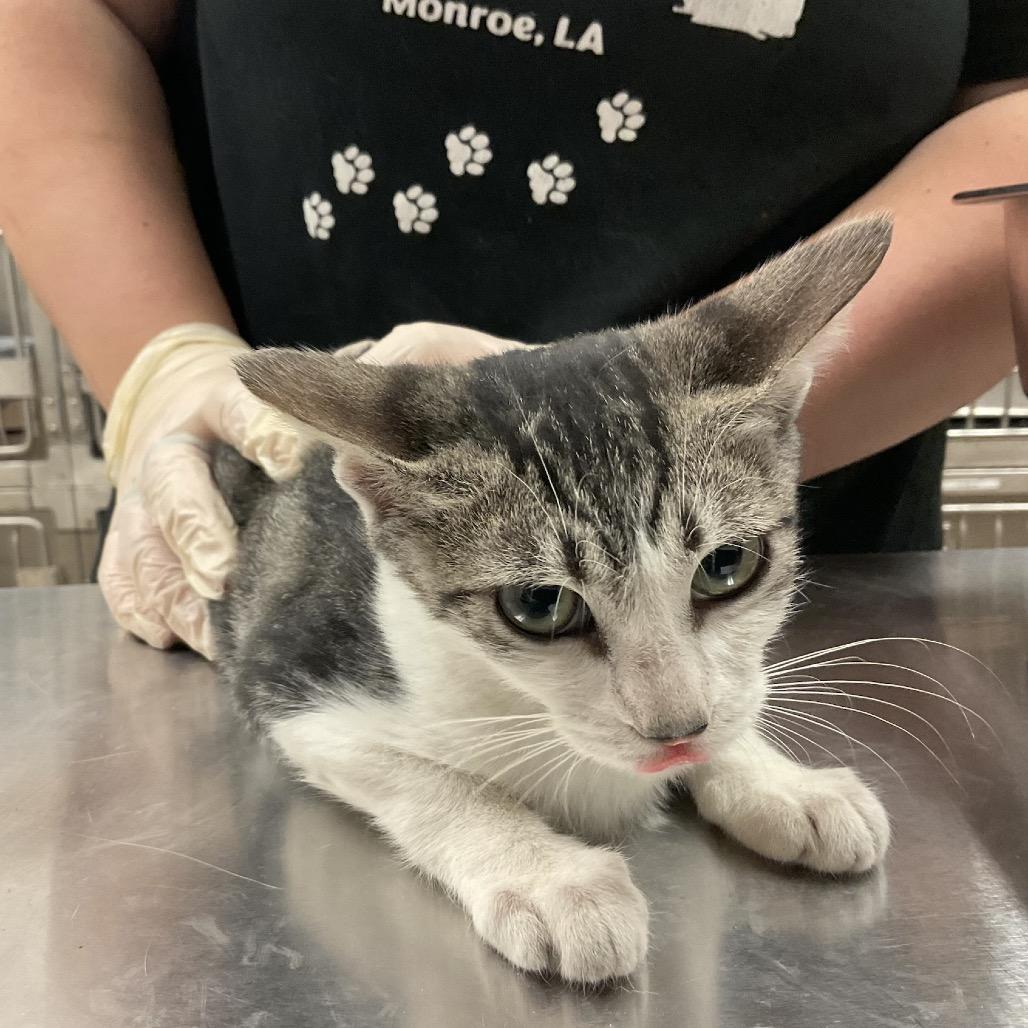 Enlarge Cherry, a Adoptable Domestic Short Hair in Monroe, LA image 2/2