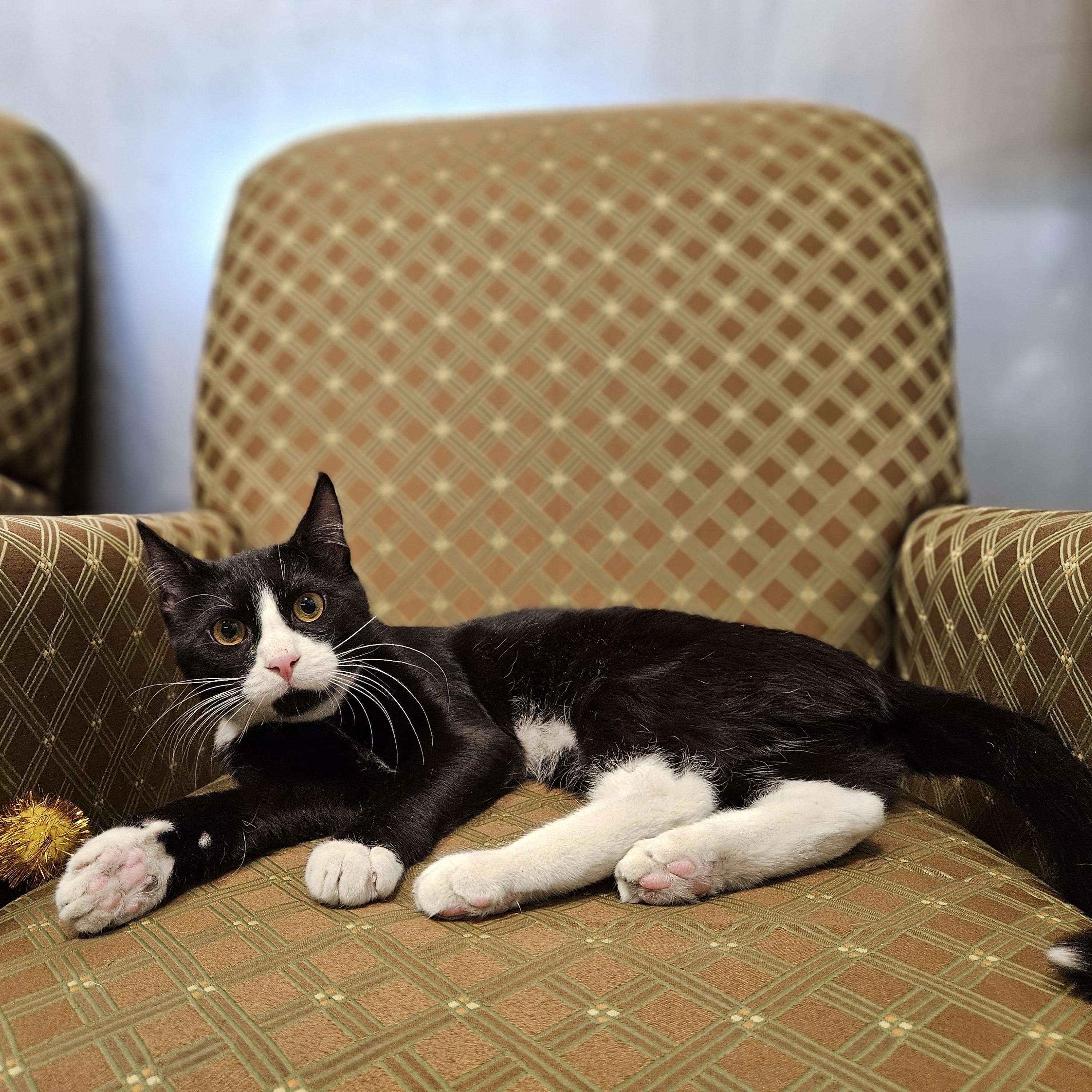 Enlarge Gordon, an adopted Domestic Short Hair in Endicott, NY image 3/4