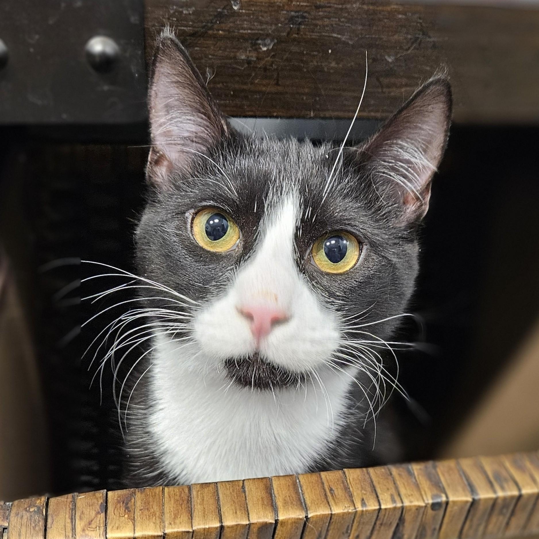 Enlarge Gordon, an adopted Domestic Short Hair in Endicott, NY image 1/4