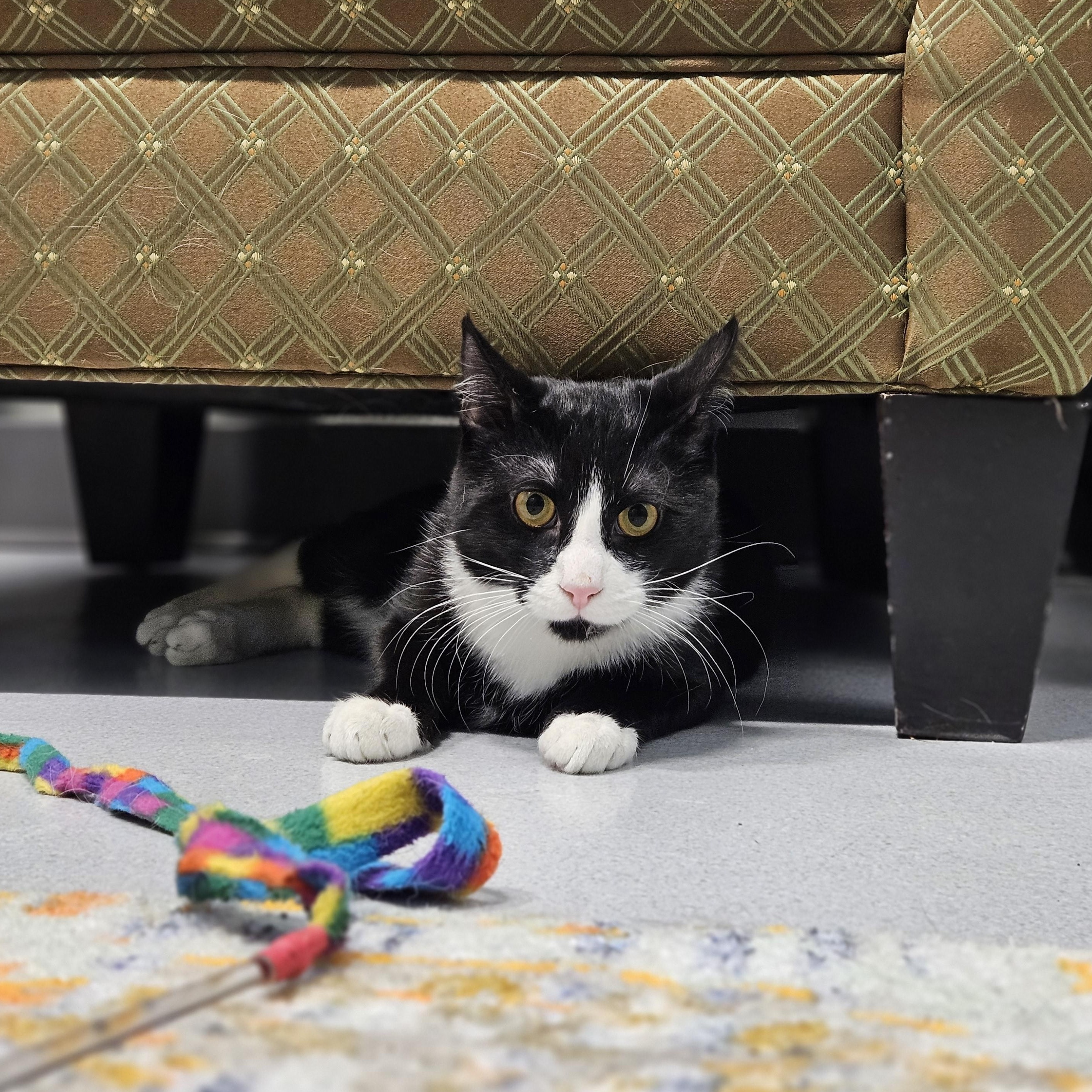 Enlarge Gordon, an adopted Domestic Short Hair in Endicott, NY image 4/4