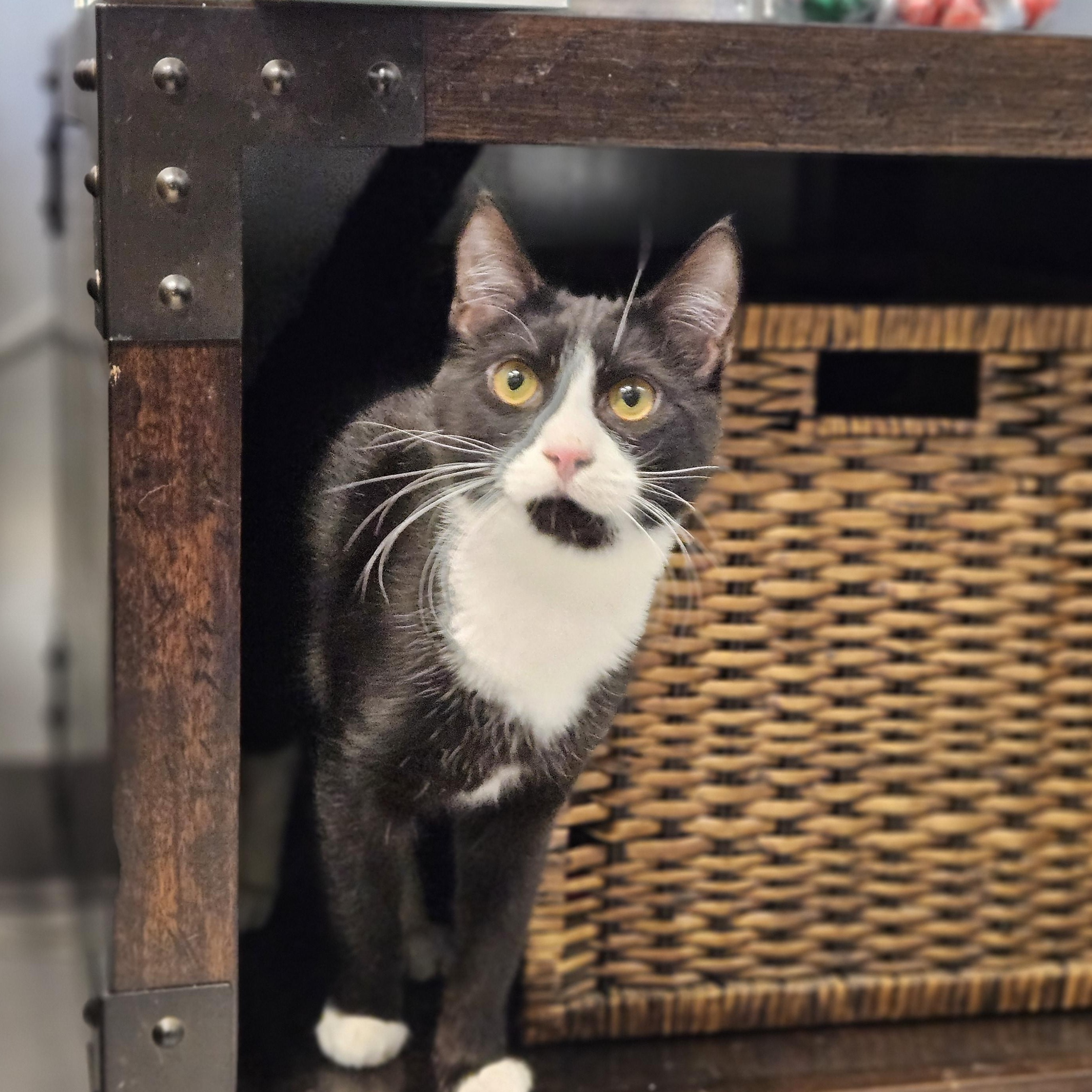 Enlarge Gordon, an adopted Domestic Short Hair in Endicott, NY image 2/4