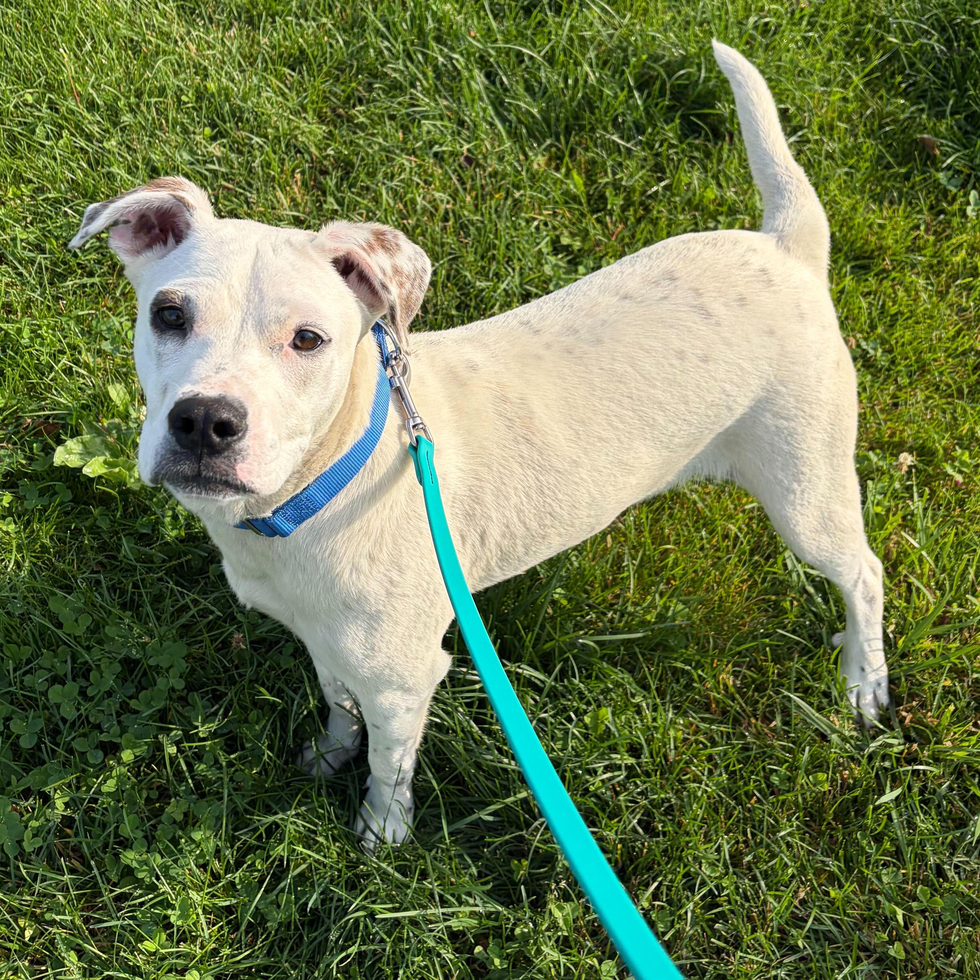 Enlarge Groot, an adoptable Mixed Breed in Canal Winchester, OH image 3/6