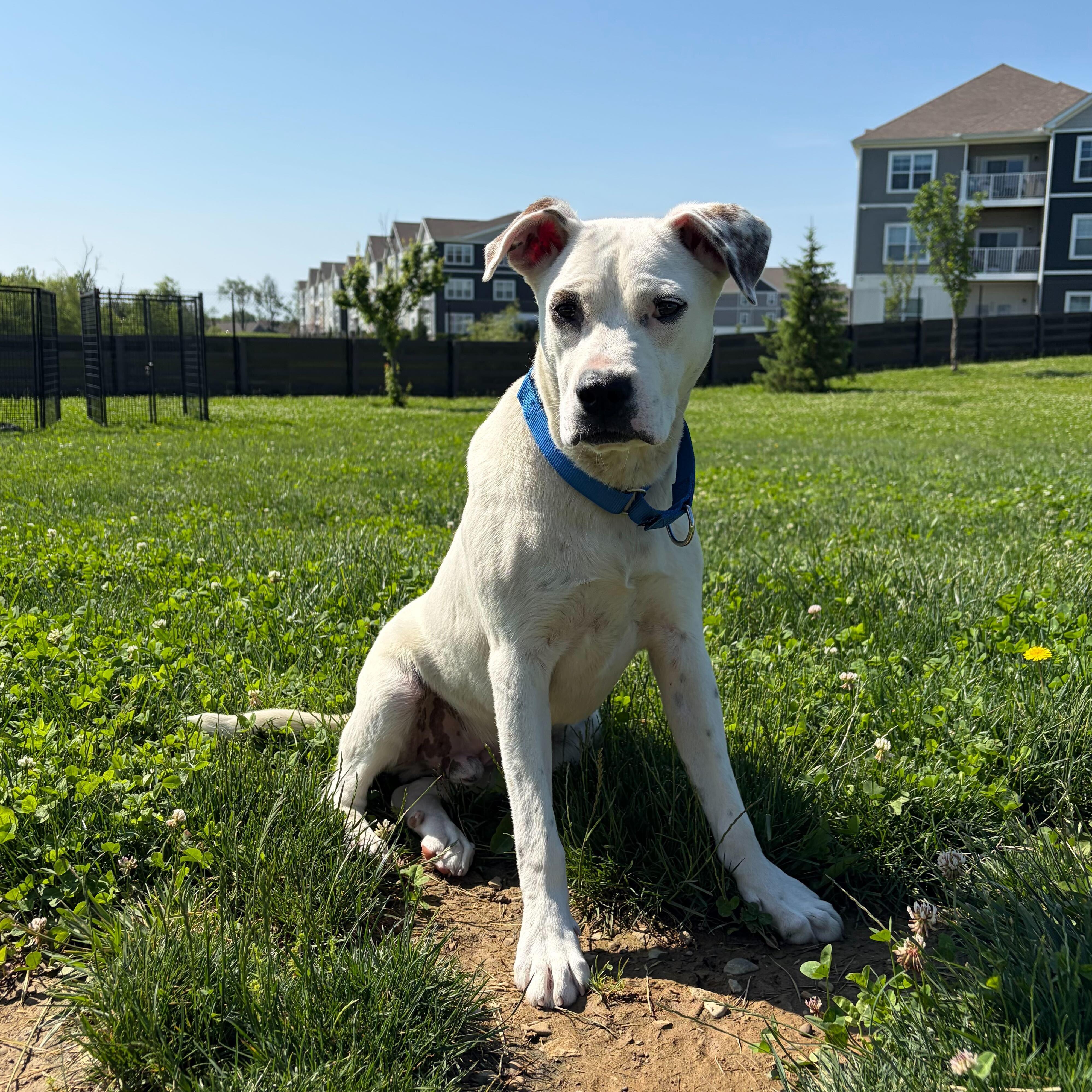 Enlarge Groot, an adoptable Mixed Breed in Canal Winchester, OH image 5/6