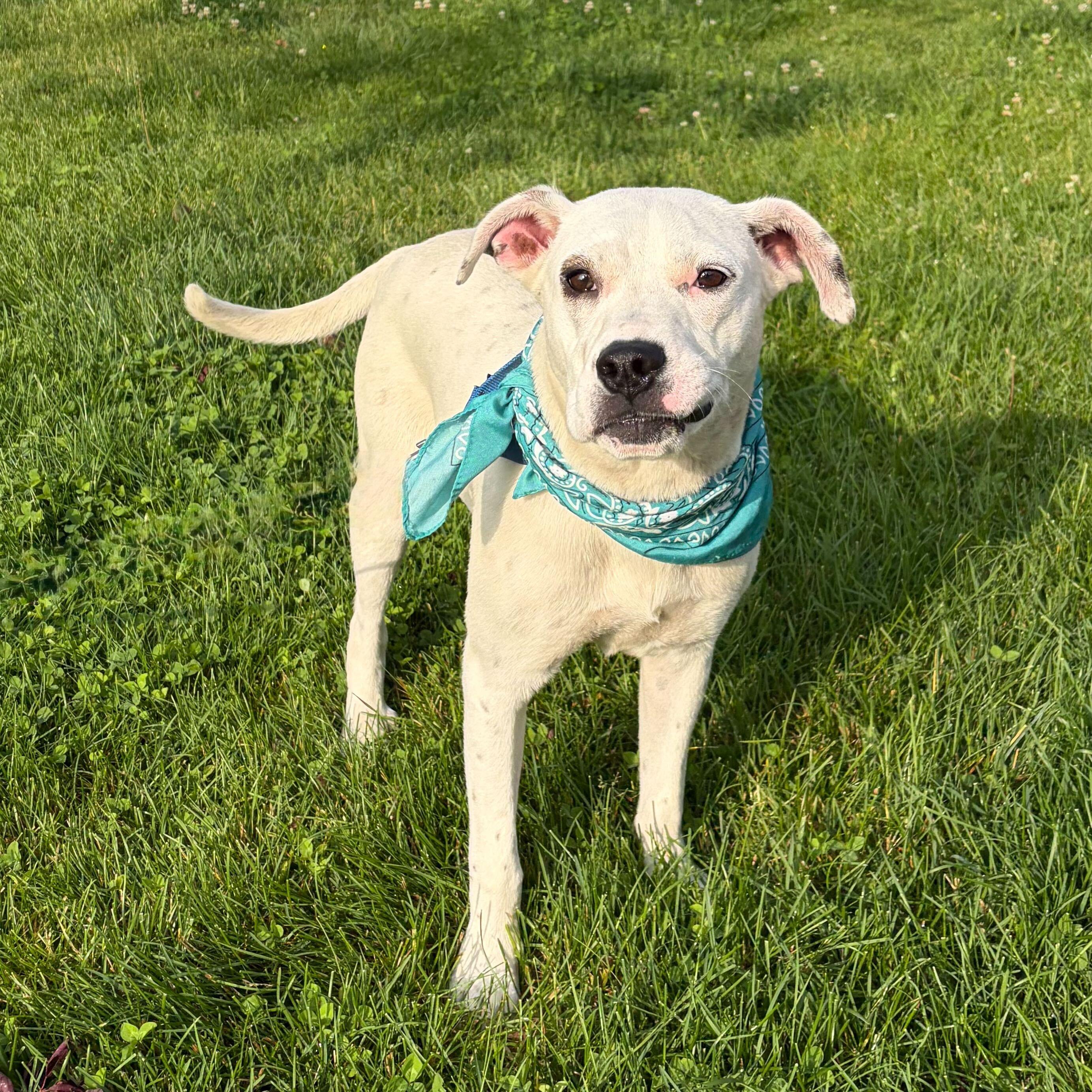 Enlarge Groot, an adoptable Mixed Breed in Canal Winchester, OH image 1/6