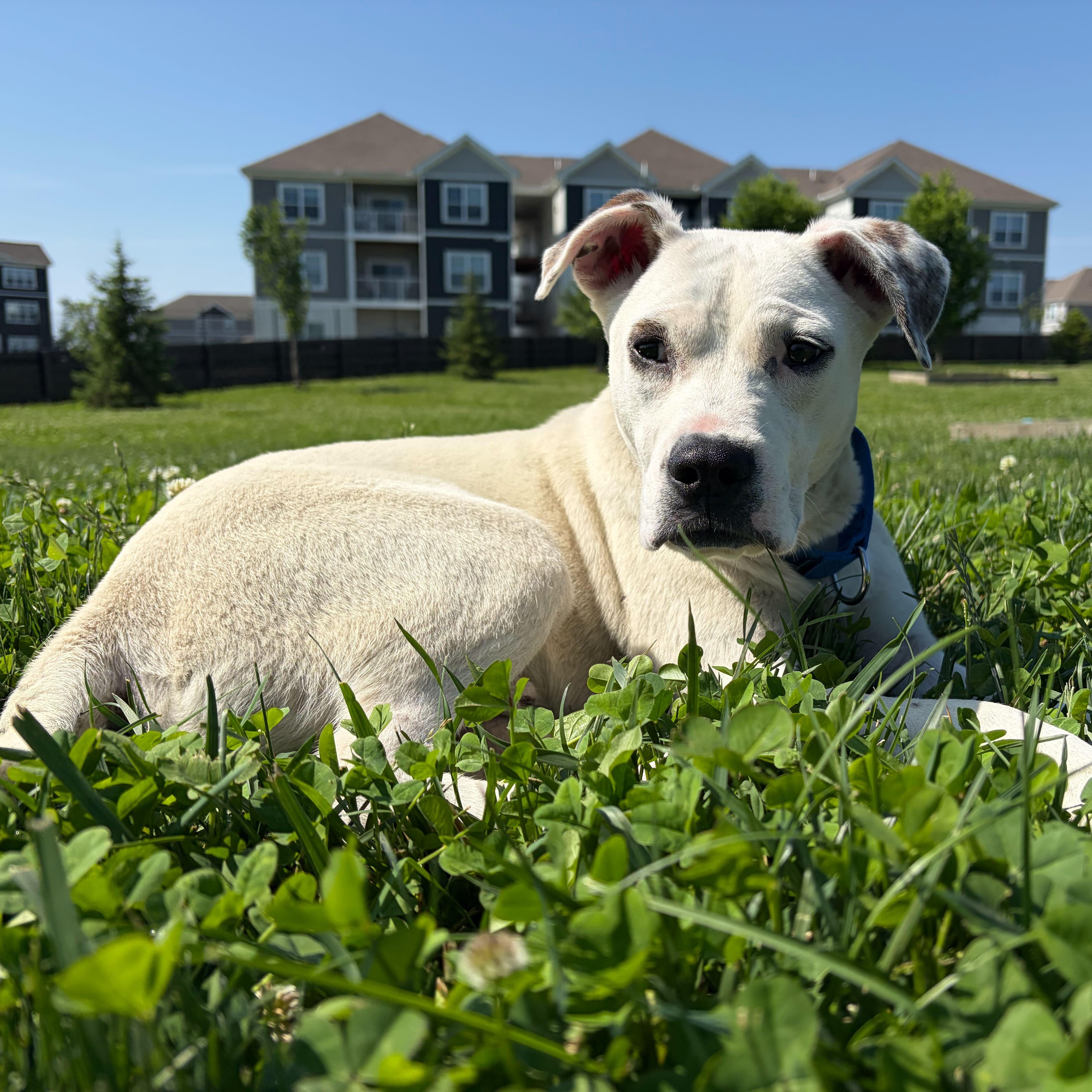 Enlarge Groot, an adoptable Mixed Breed in Canal Winchester, OH image 6/6