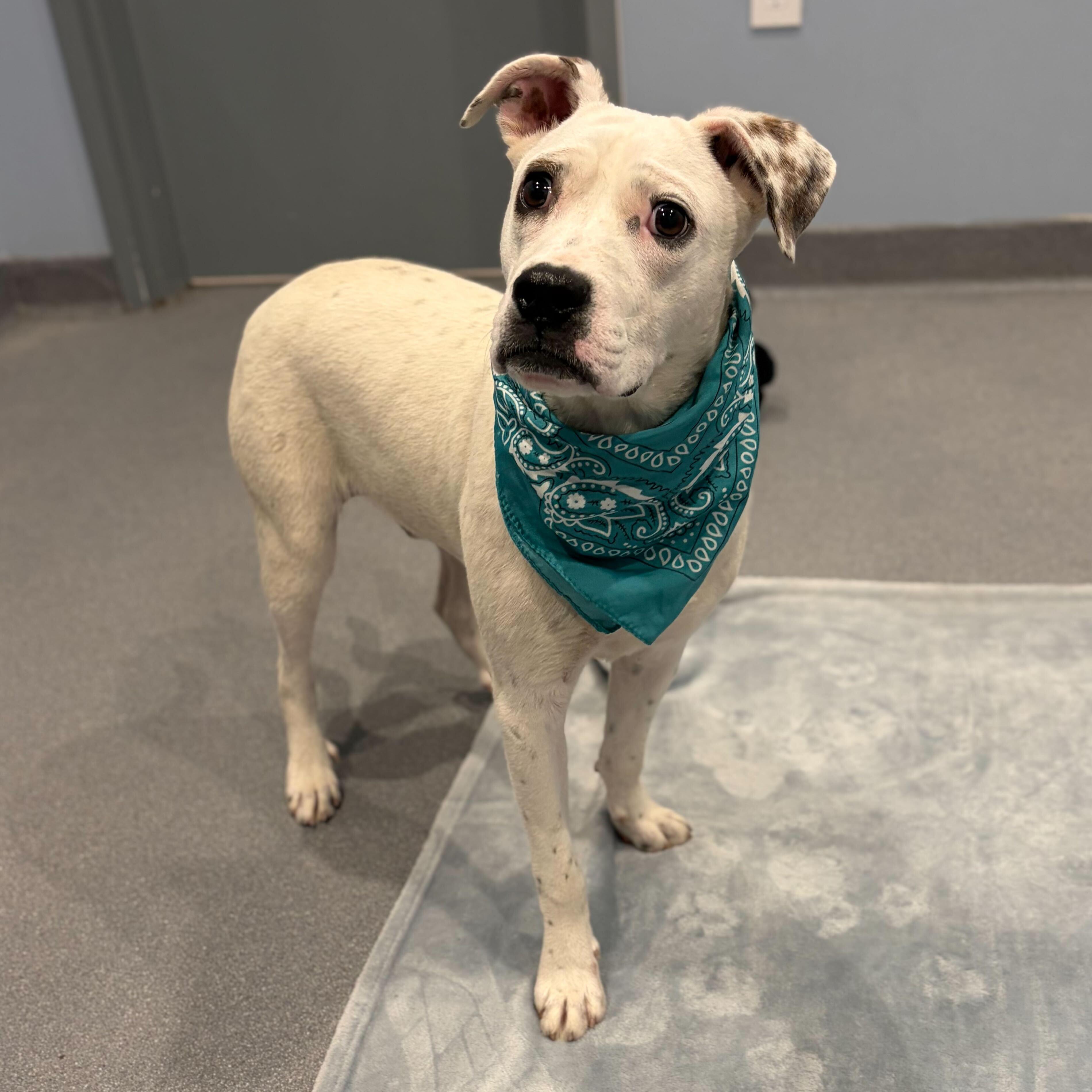 Enlarge Groot, an adoptable Mixed Breed in Canal Winchester, OH image 4/6