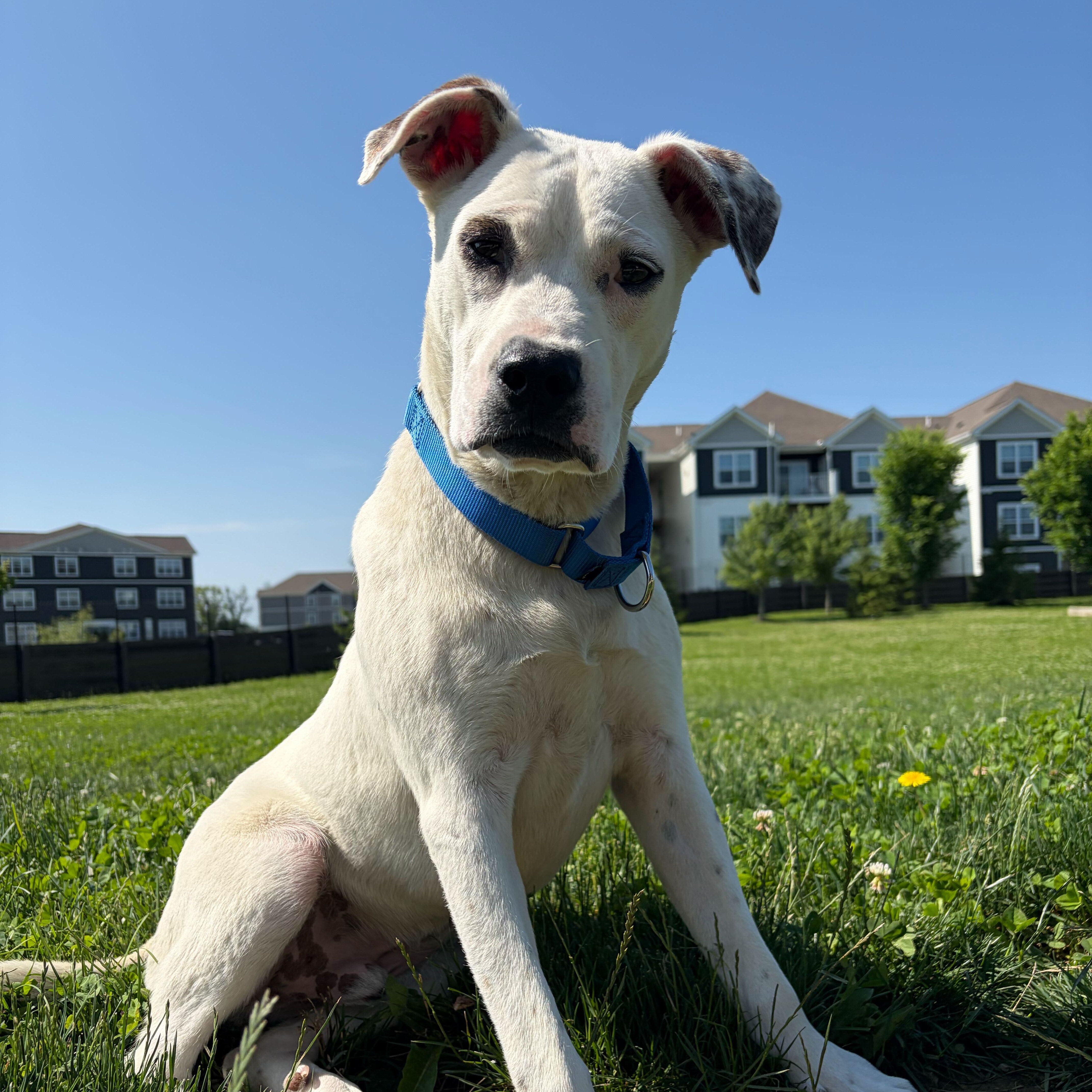 Enlarge Groot, an adoptable Mixed Breed in Canal Winchester, OH image 2/6
