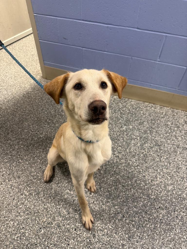 Cameron, Adoptable, Young Male Labrador Retriever.