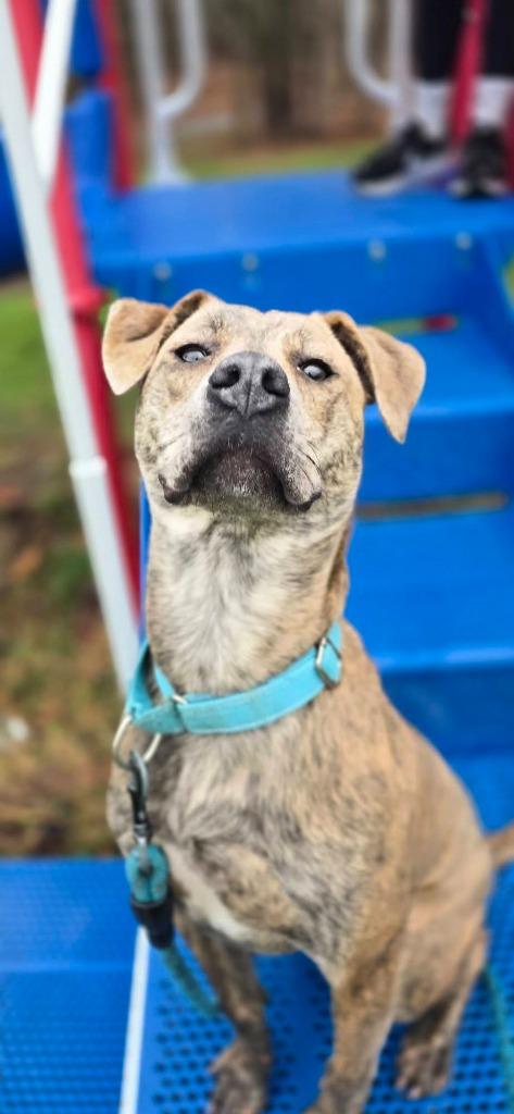 Robin, Adoptable, Young Female Pit Bull Terrier.