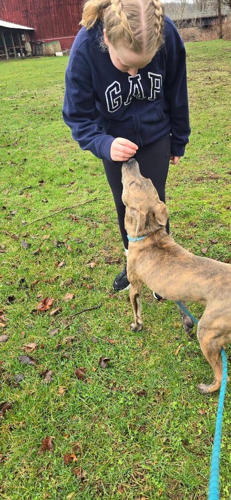 Enlarge Robin, a Adoptable mixed breed in Waverly, NY image 2/5