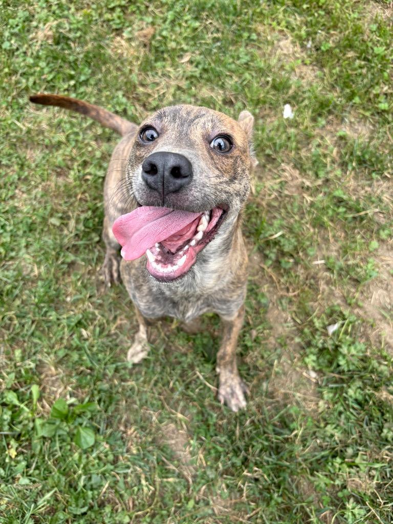 Robin, Adoptable, Young Female Pit Bull Terrier.