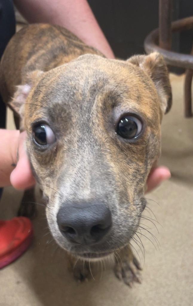 Enlarge Robin, a Adoptable mixed breed in Waverly, NY image 5/5