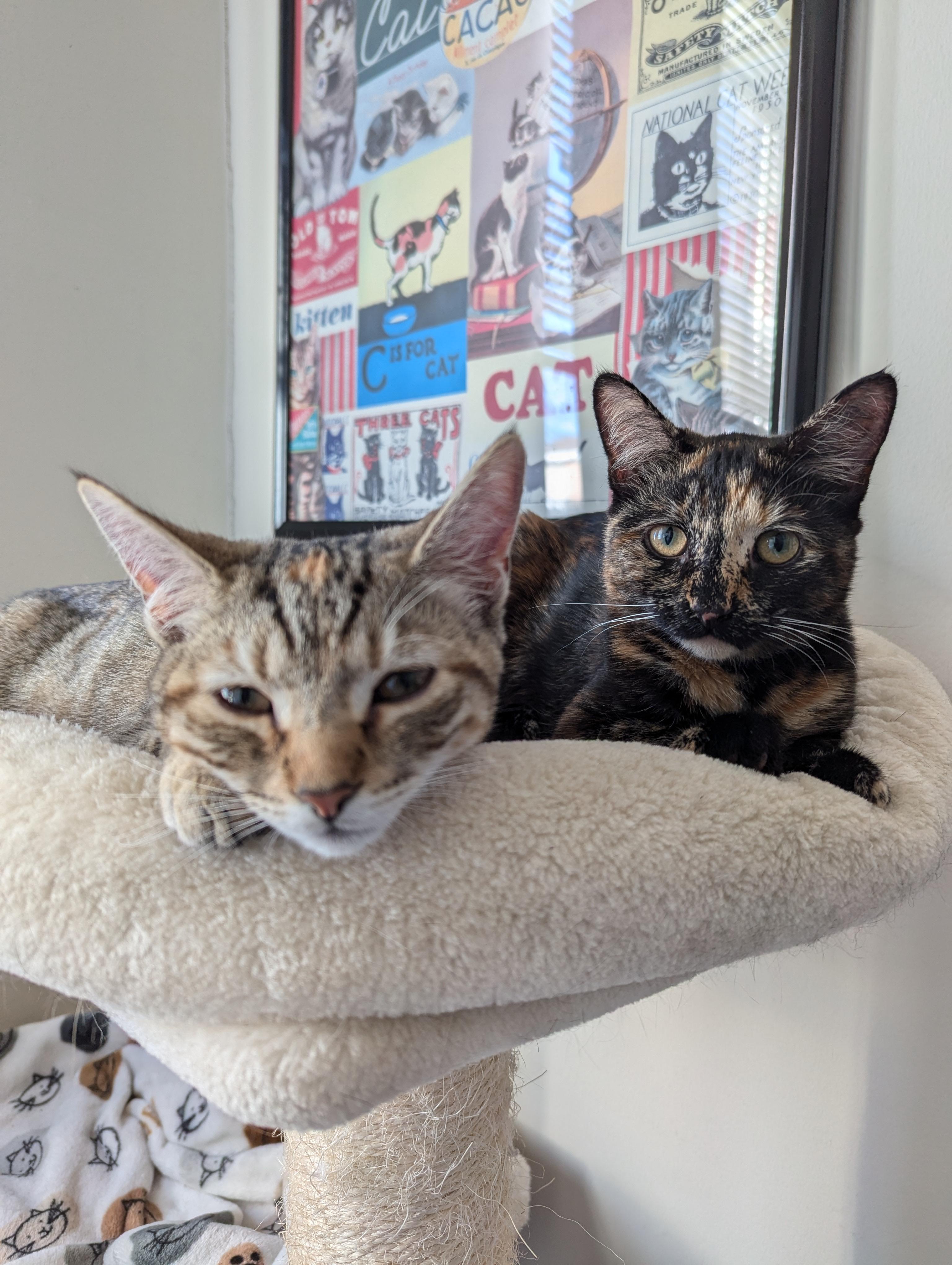Tortina & Louise, a Adoptable Domestic Short Hair in Morristown, NJ image 3/6