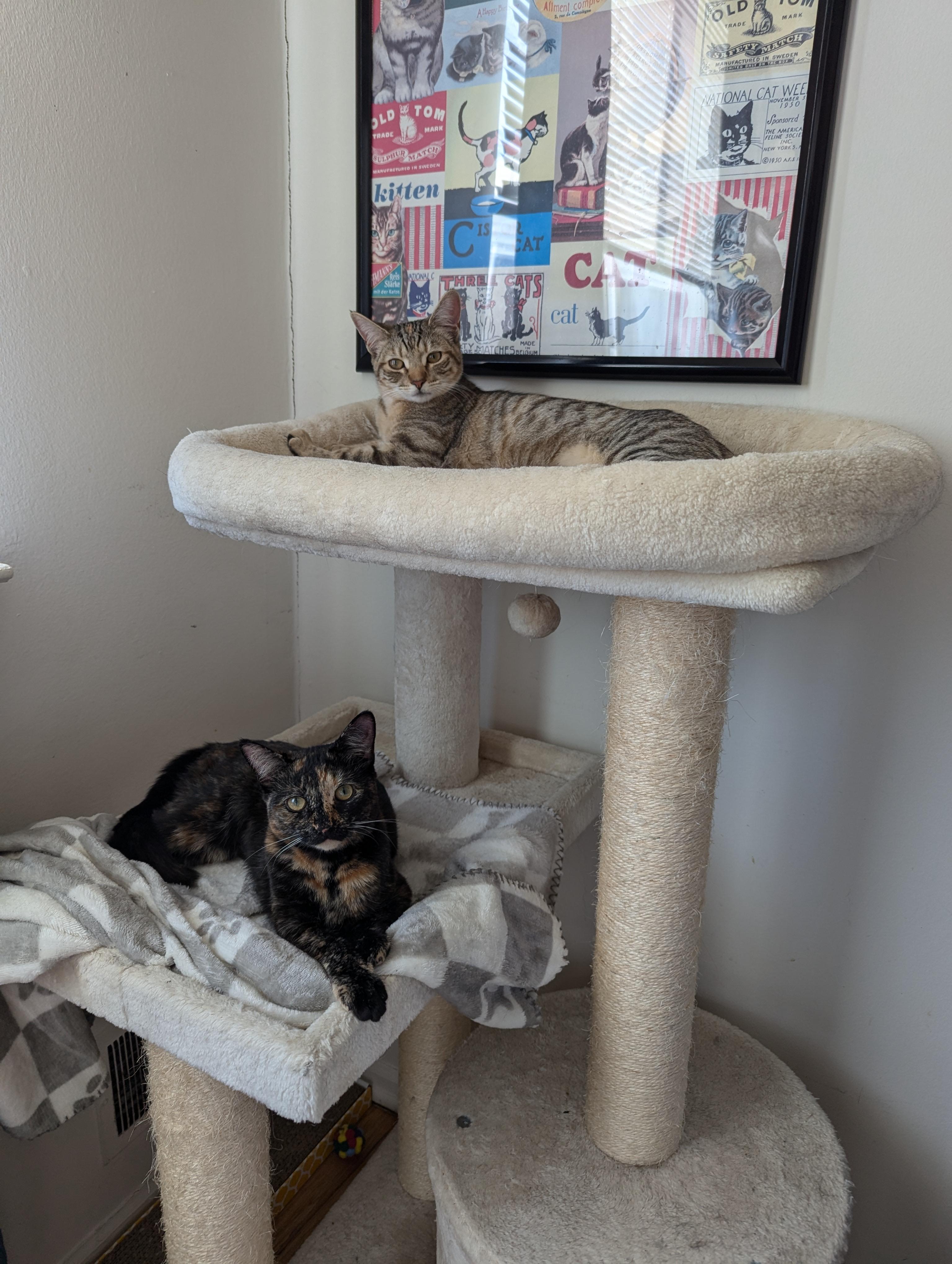 Tortina & Louise, a Adoptable Domestic Short Hair in Morristown, NJ image 4/6