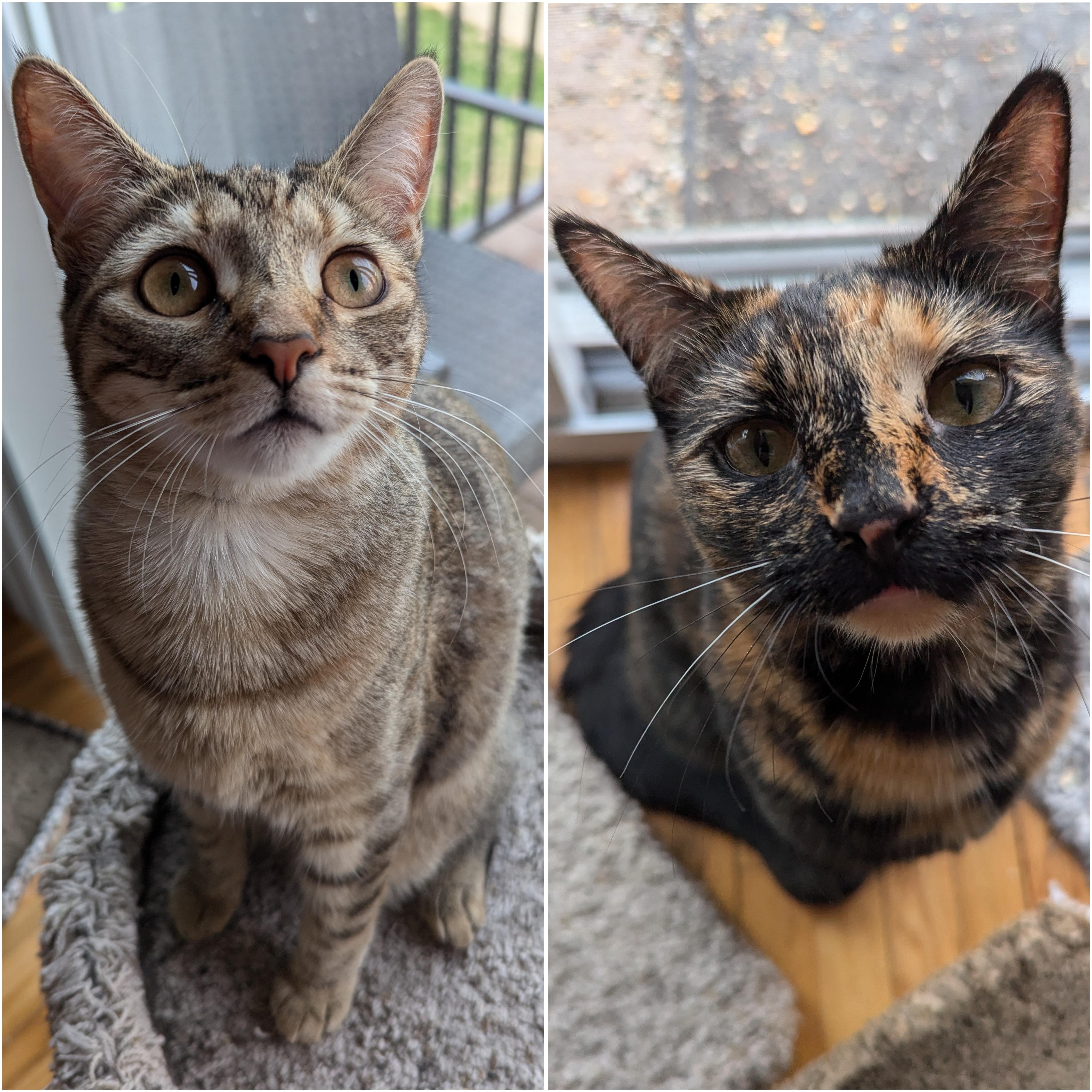 Tortina & Louise, a Adoptable Domestic Short Hair in Morristown, NJ image 1/6