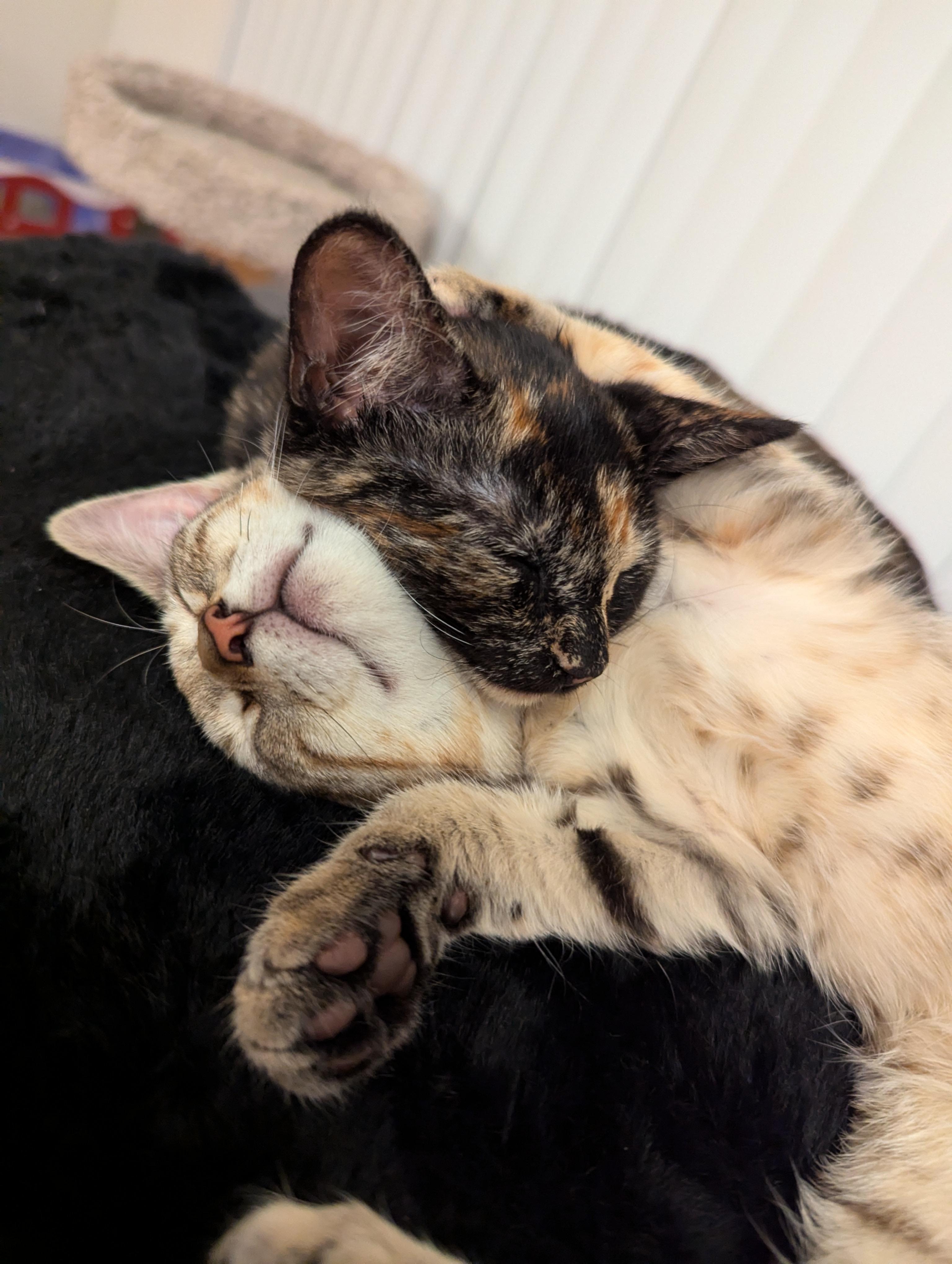 Tortina & Louise, a Adoptable Domestic Short Hair in Morristown, NJ image 5/6