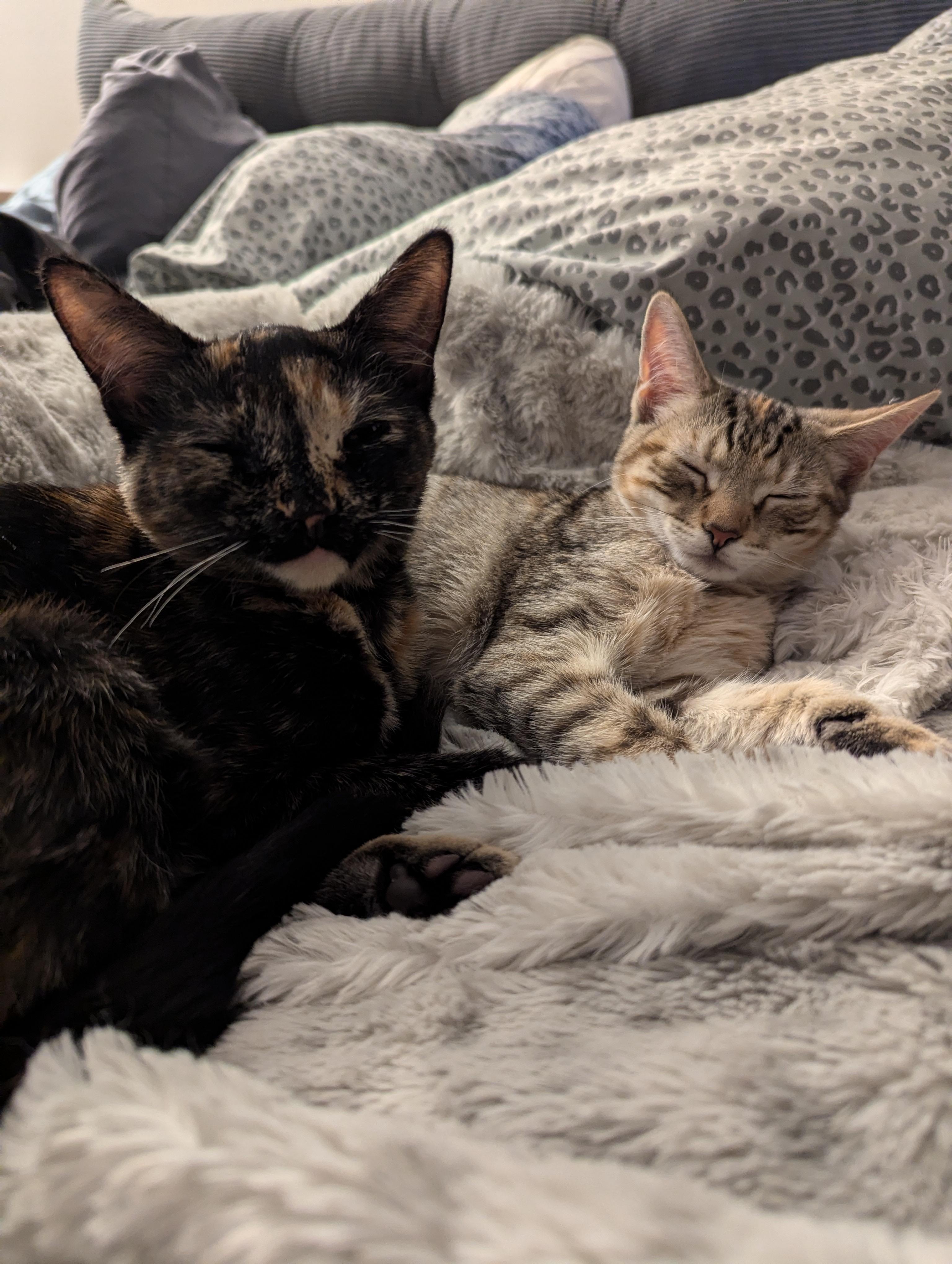 Tortina & Louise, a Adoptable Domestic Short Hair in Morristown, NJ image 6/6