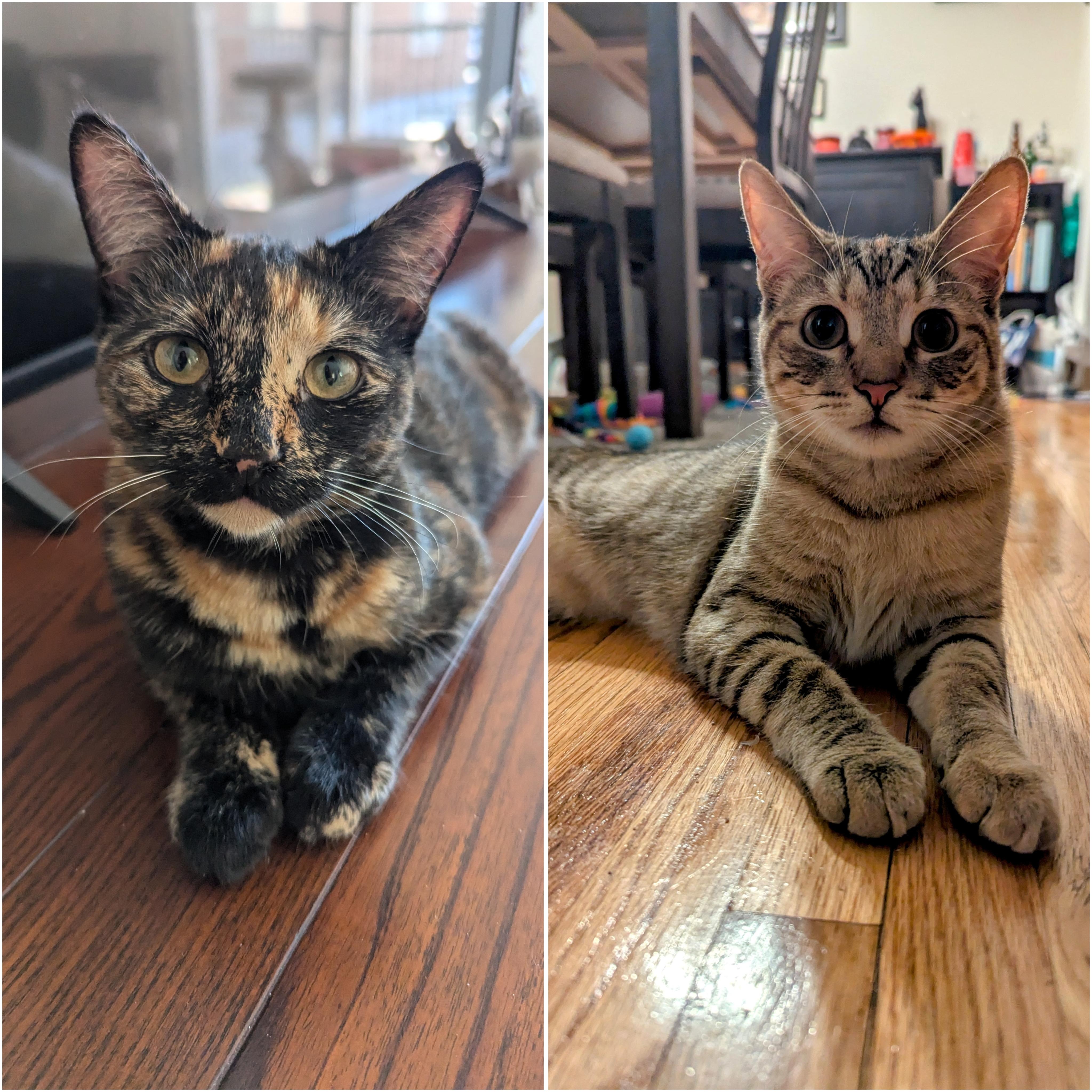 Tortina & Louise, a Adoptable Domestic Short Hair in Morristown, NJ image 2/6